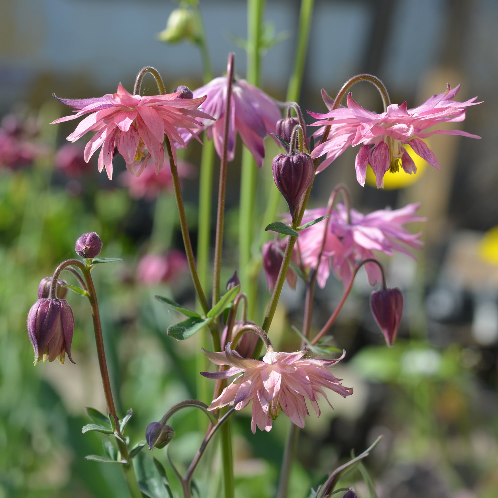 Aquilegia vulgaris Rose Barlow - Akelei ‘Rose Barlow’ - Akelei