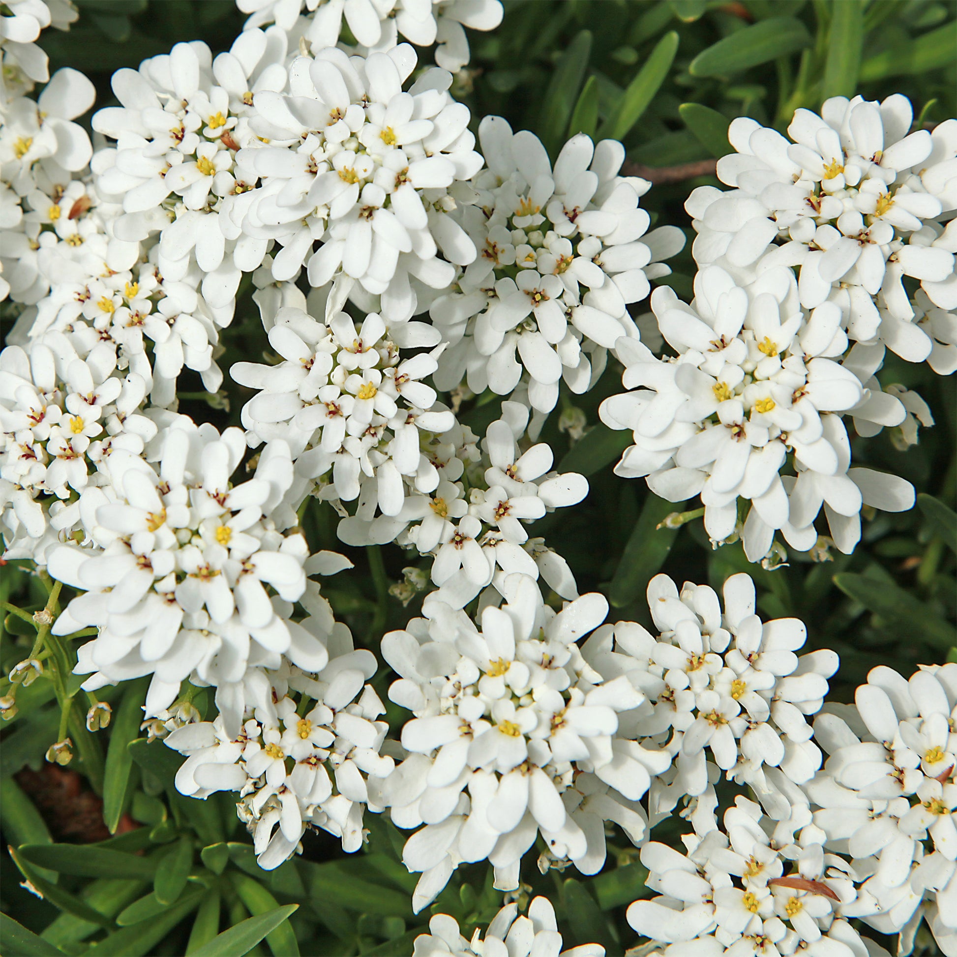 Gänsekresse - Iberis sempervirens 'weisser zwerg' - Bakker