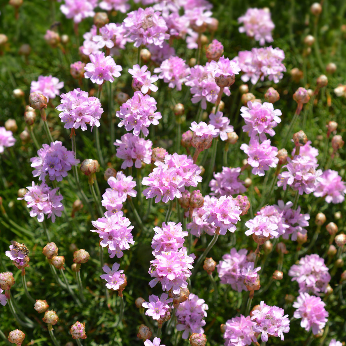 Spanisches Gras - Grasnelke Armada Rose ® - Armeria maritima Rosea Compacta