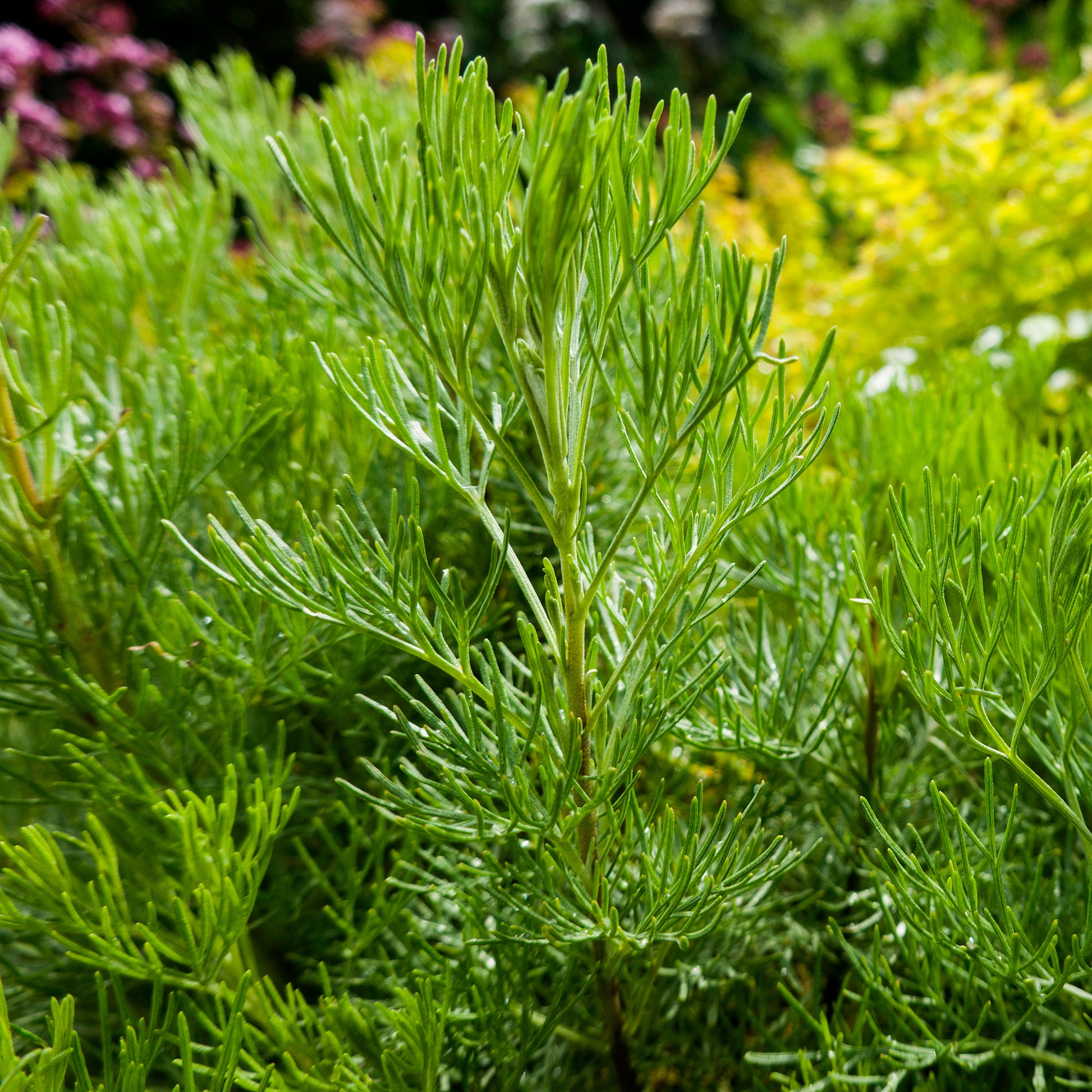 Artemisia abrotanum - Eberraute - Beifuß