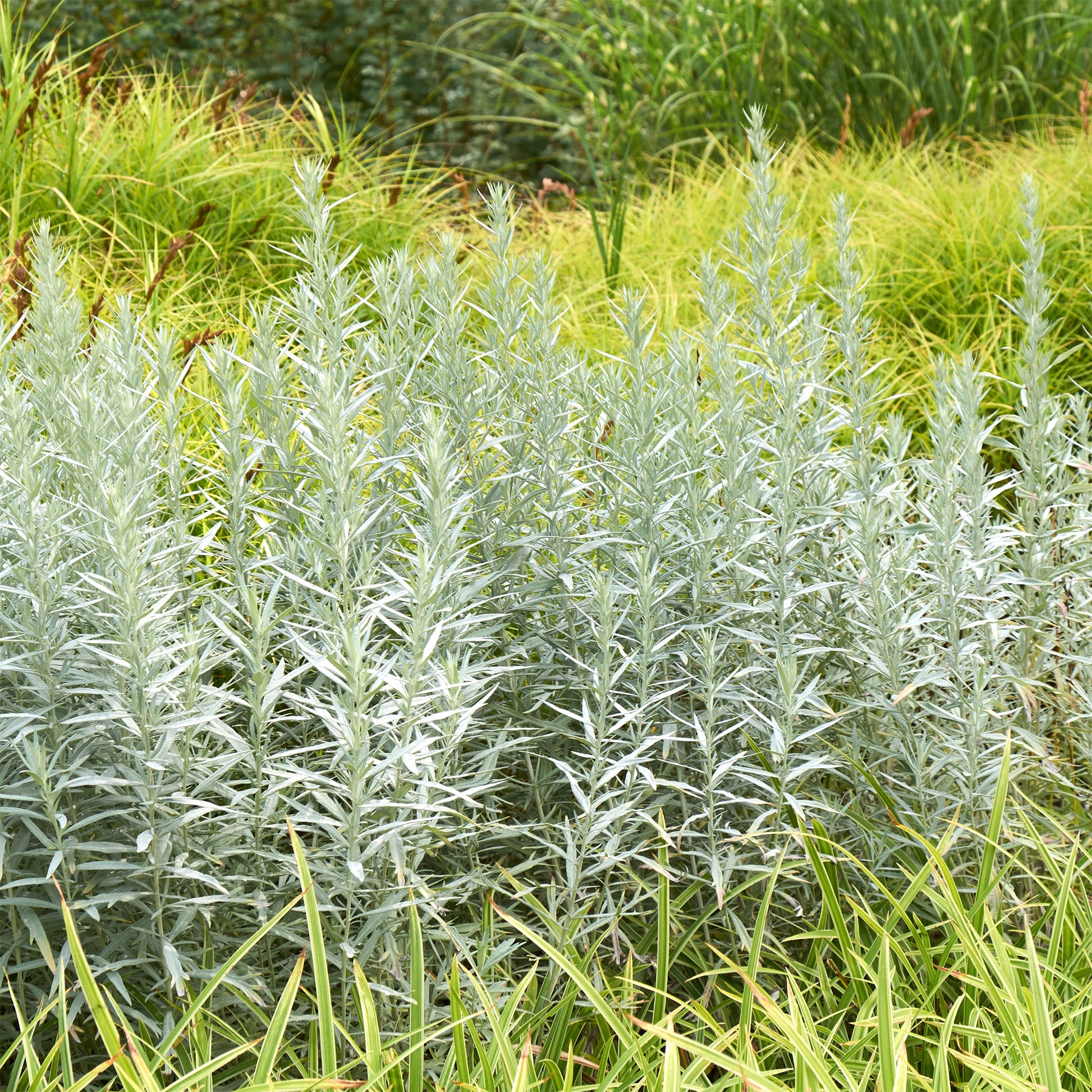 Artemisia ludoviciana silver queen - Silbriger Beifuß Silver Queen - Beifuß
