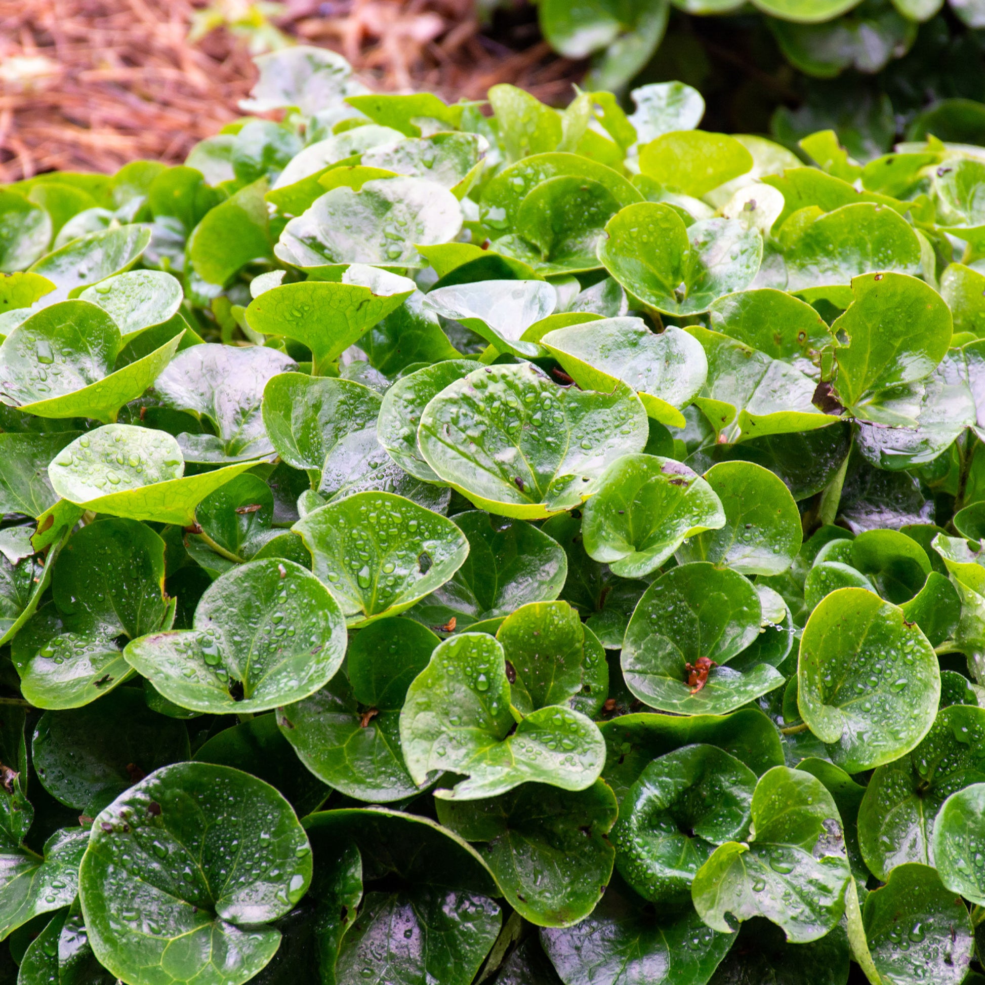 Asarum europaeum - Haselwurz - Stauden