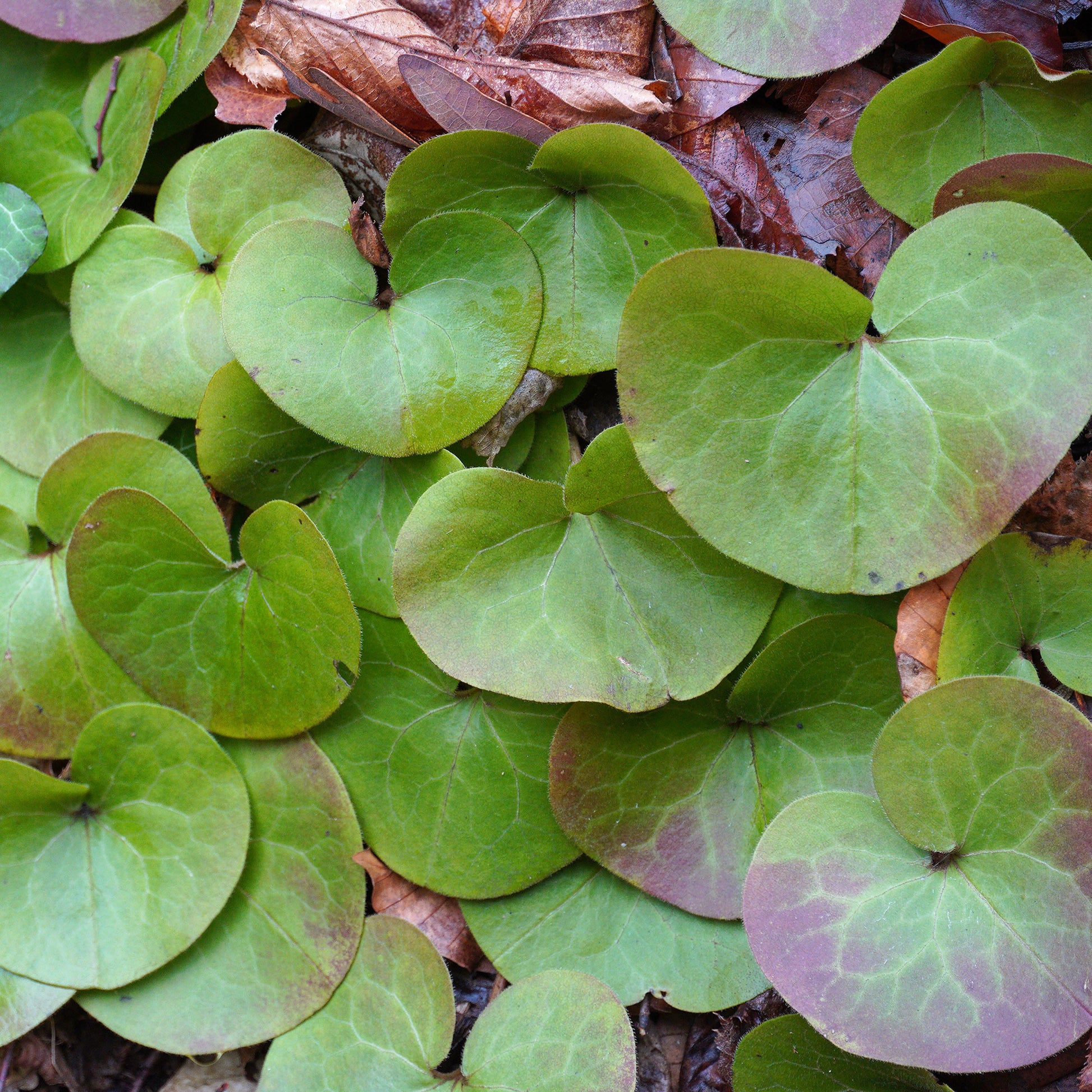 Stauden - Haselwurz - Asarum europaeum