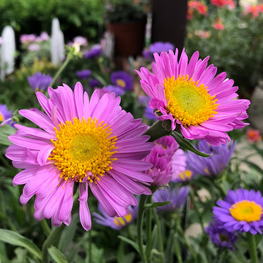 Alpen-Aster ‘Happy End’ - Bakker