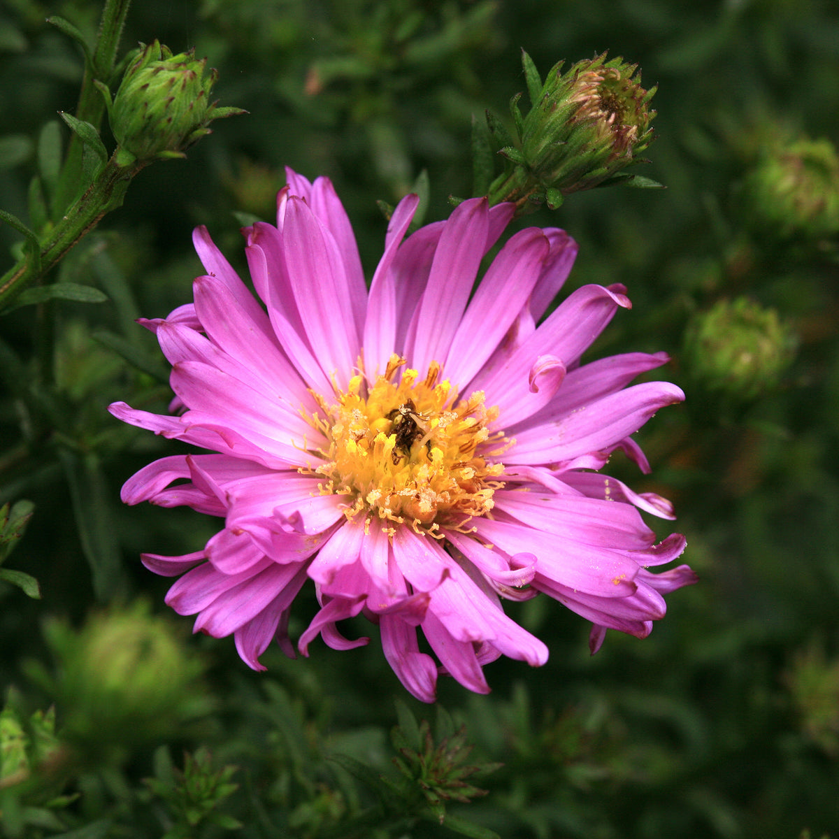 Kissen-Aster 'Herbstgruß vom Bresserhof' - Bakker