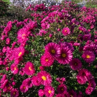 Astern - Kissen-Aster 'Jenny' - Aster dumosus jenny