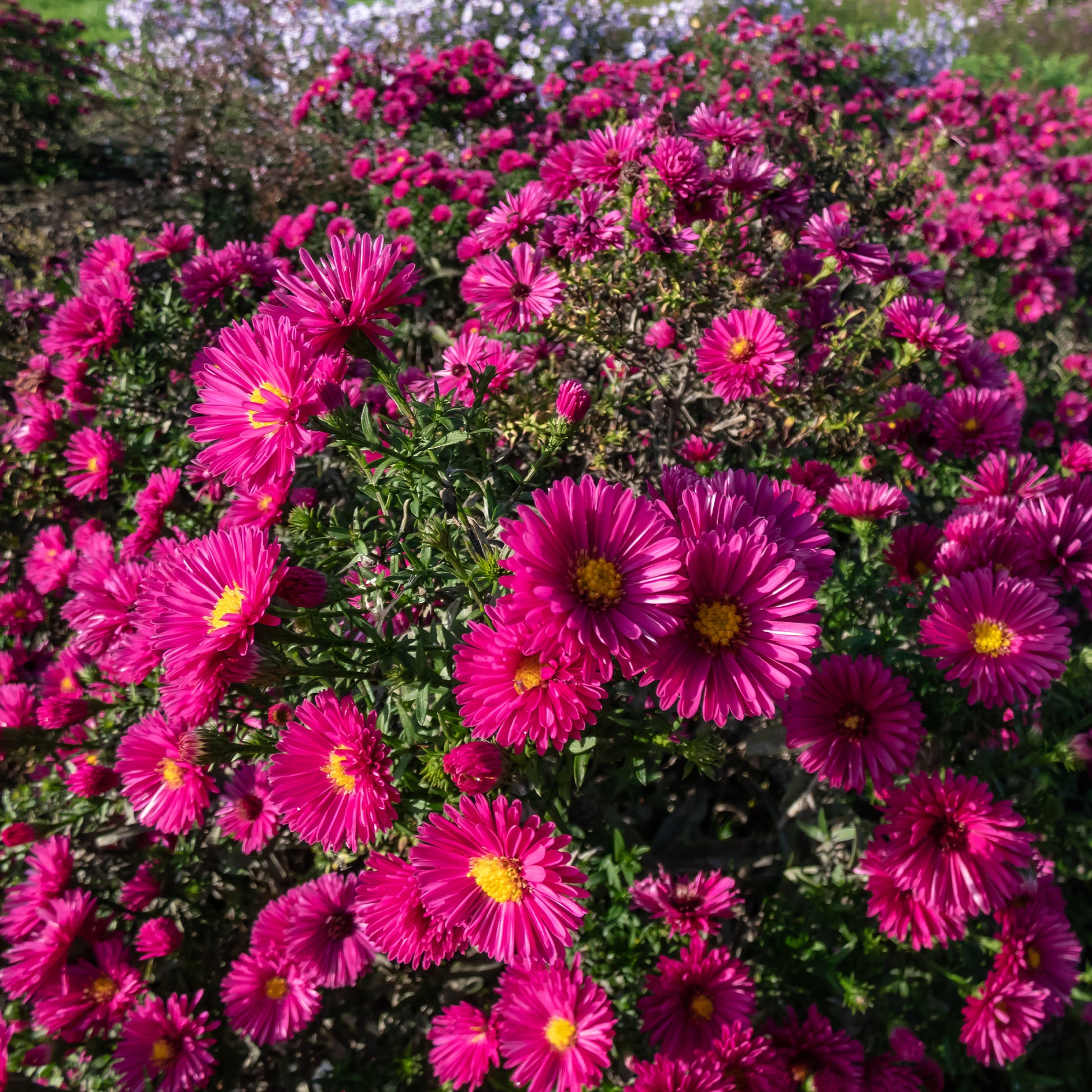 Astern - Kissen-Aster 'Jenny' - Aster dumosus jenny