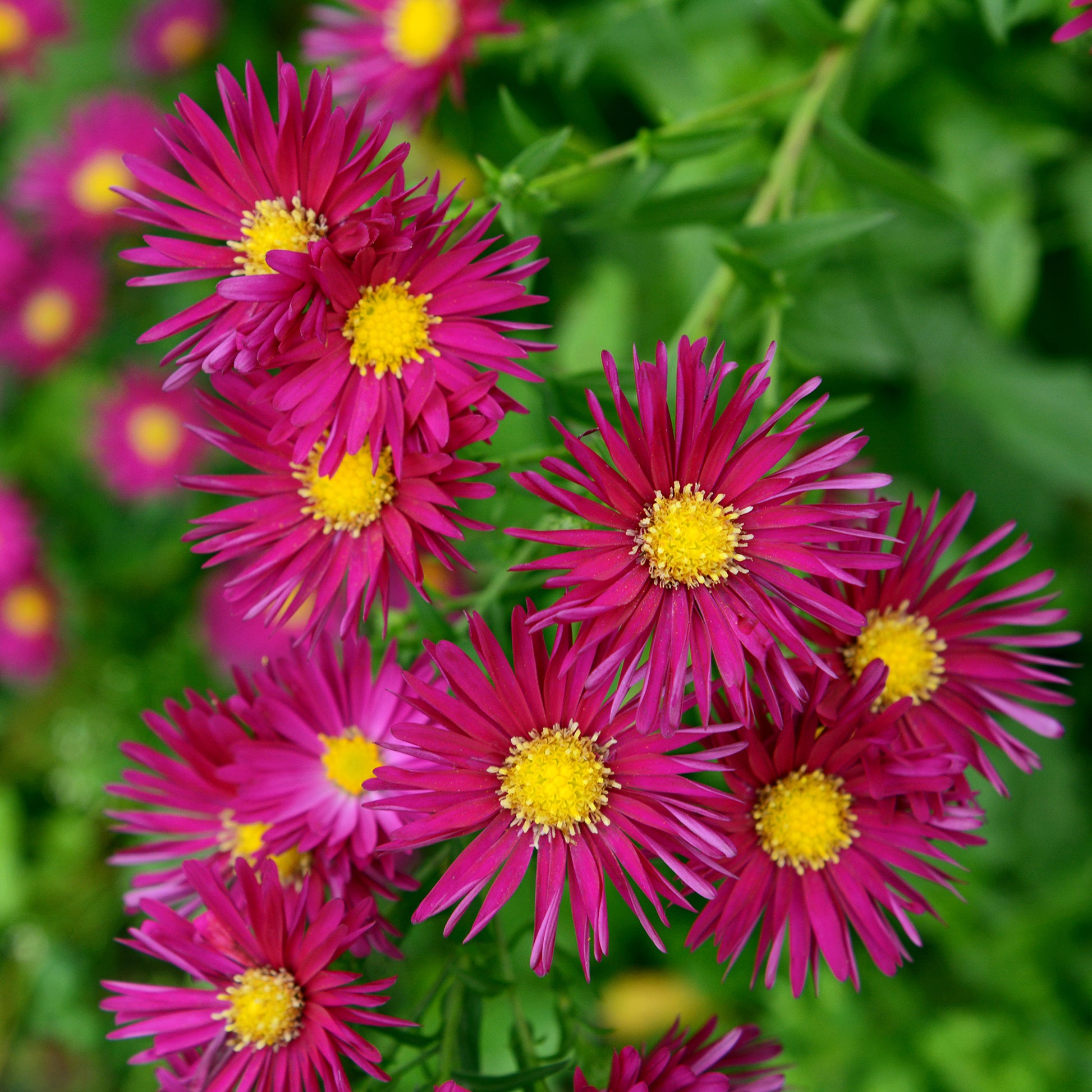 Herbst-Aster ‘Crimson Brocade’ - Bakker