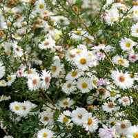 Herbst-Aster ‘White Lady’ - Aster novi-belgii white ladies - Bakker