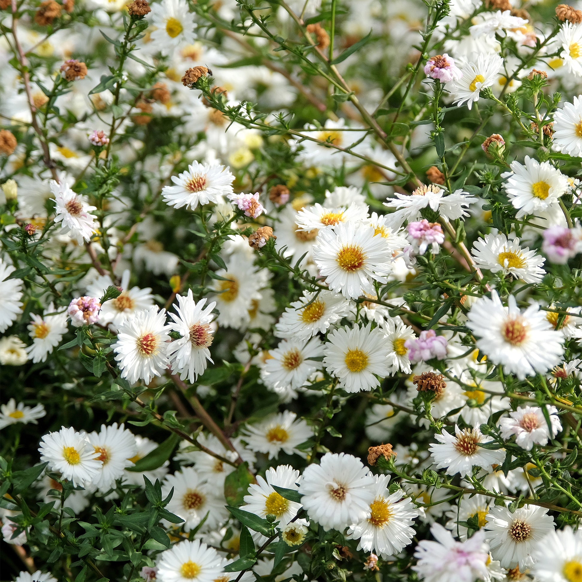 Herbst-Aster ‘White Lady’ - Aster novi-belgii white ladies - Bakker