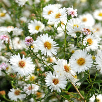 Herbst-Aster ‘White Lady’ - Bakker