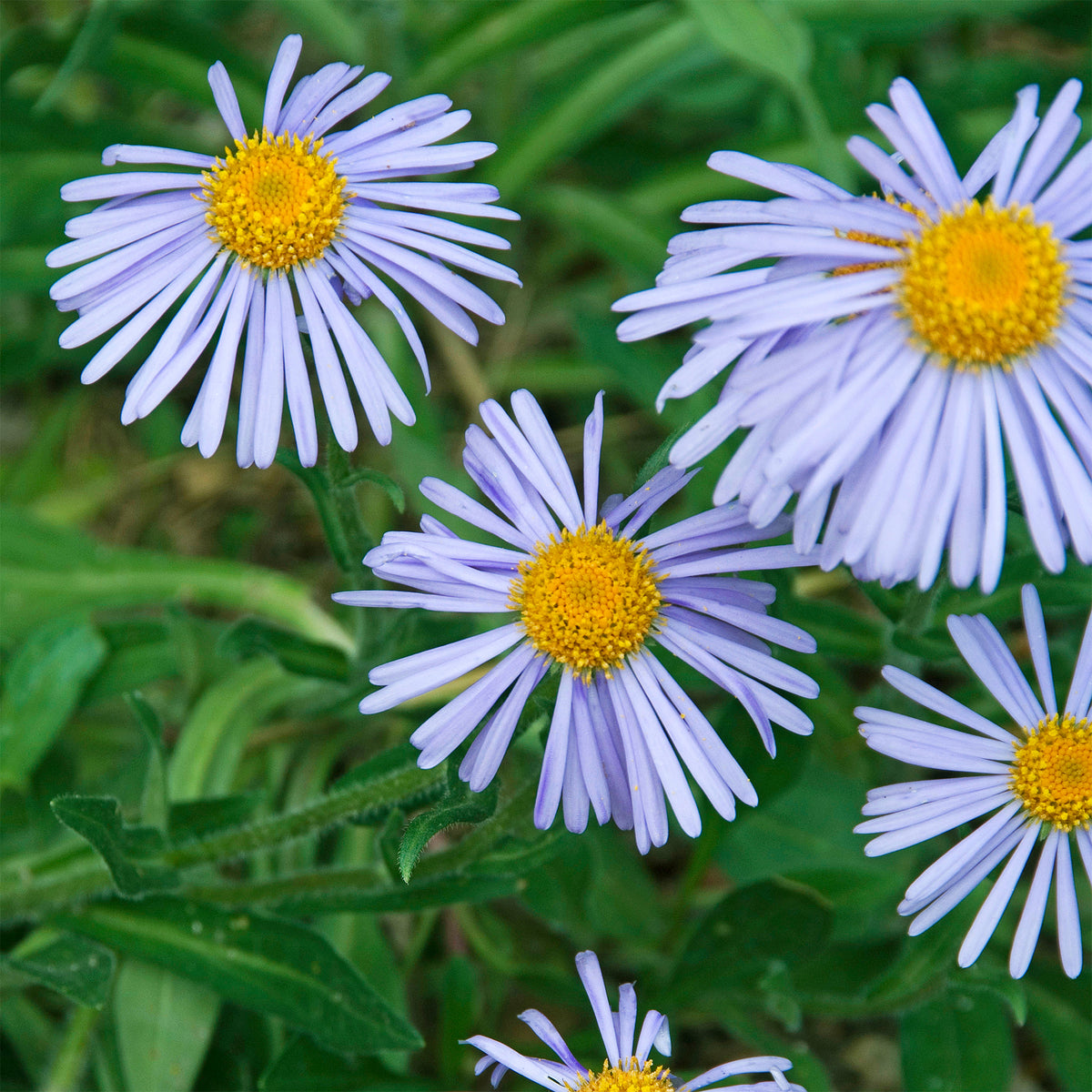 Frühsommer-Aster 'Wartburgstern' - Bakker
