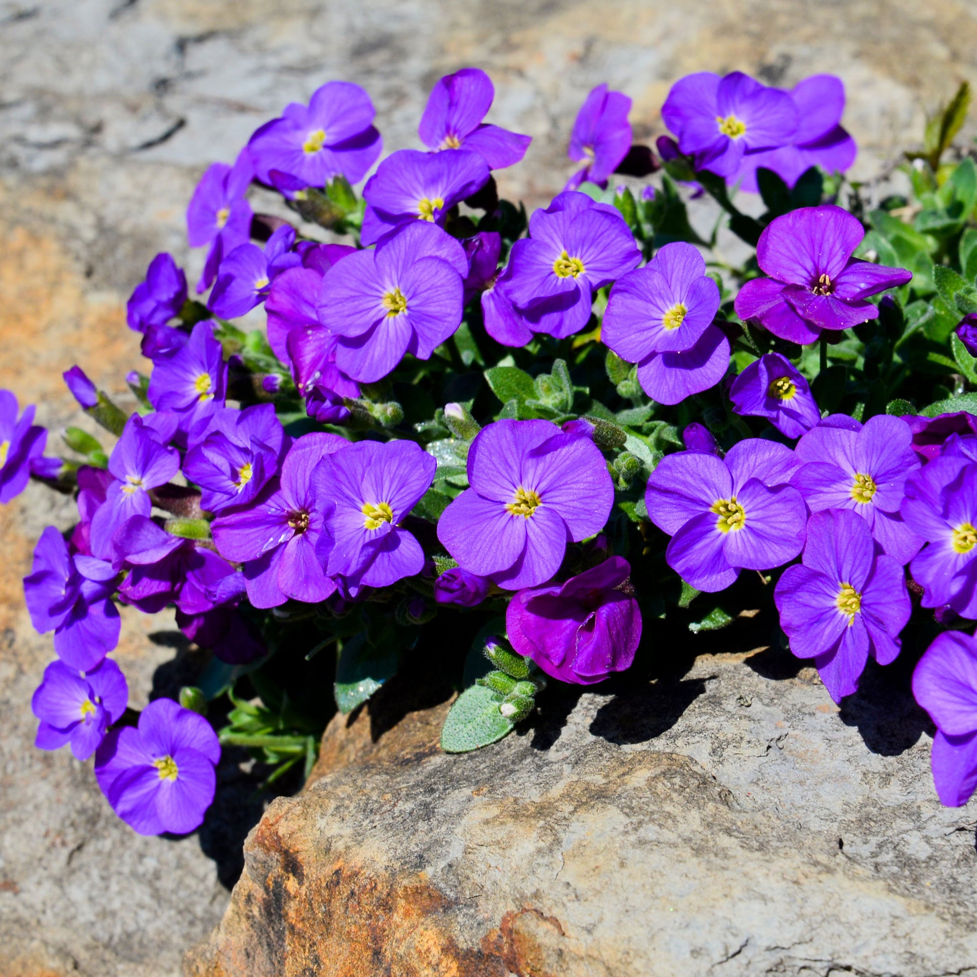 Blaukissen ‘Cascade Purple’ - Aubrieta Cascade Purple - Bakker