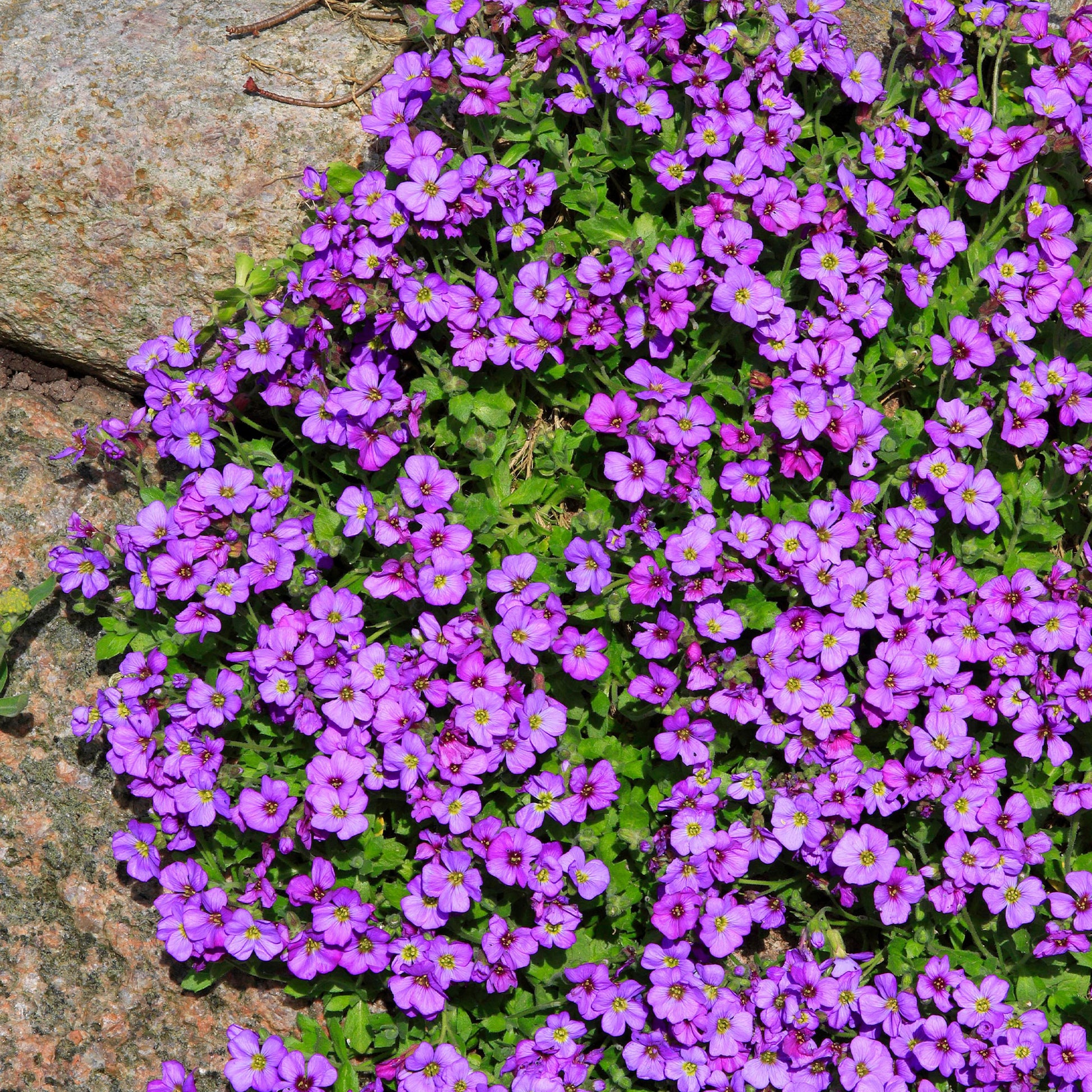 Aubrieta - Blaukissen 'Hamburger Stadtpark' - Aubrieta Hamburger Stadtpark