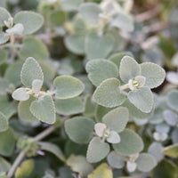 Ballota pseudodictamnus - Graues Andorn - Stauden