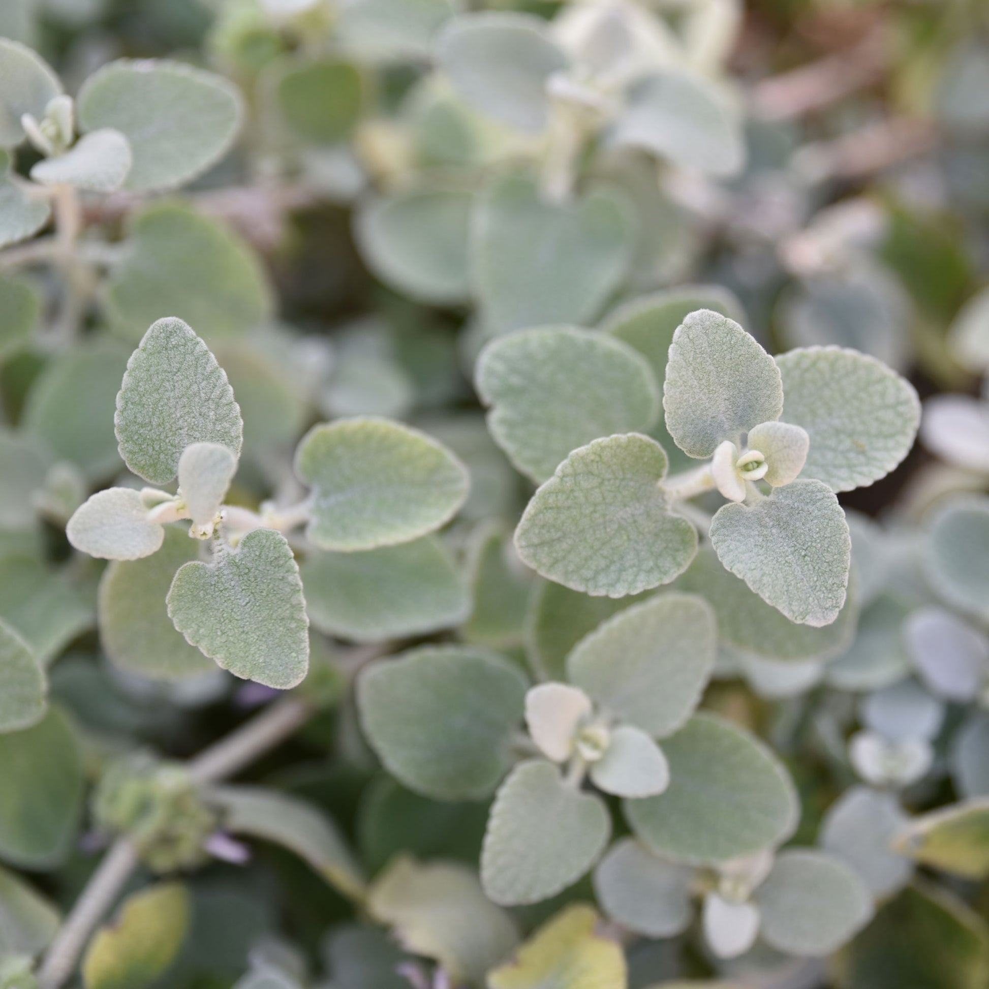 Ballota pseudodictamnus - Graues Andorn - Stauden