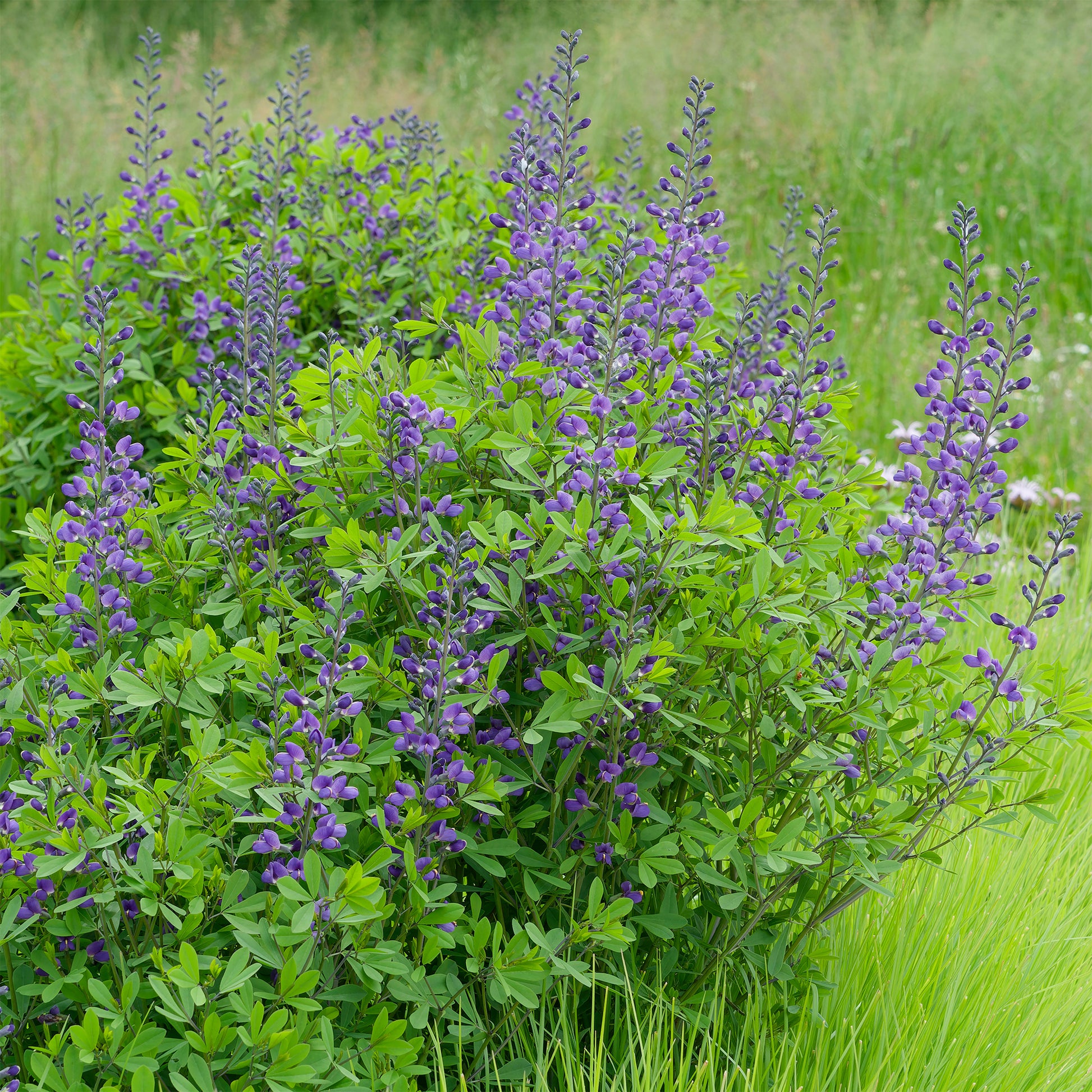 Falscher Indigo - Baptisia australis - Bakker