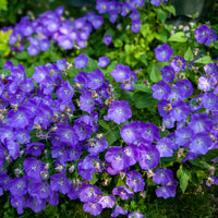 Glockenblumen - Karpaten-Glockenblume Blaue Clips - Campanula carpatica Blaue Clips