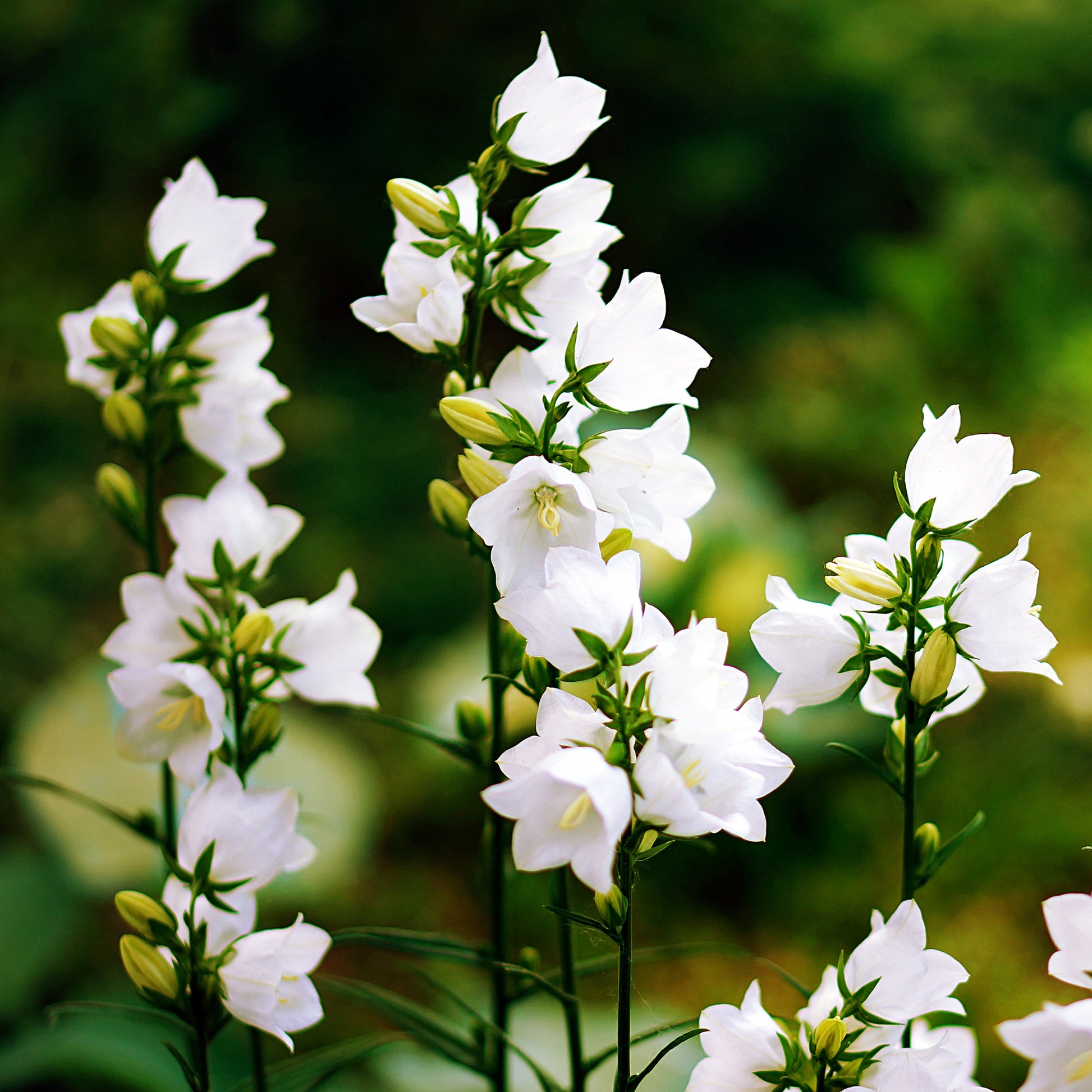 Karpaten-Glockenblume 'Weiße Clips' - Campanula carpatica Weisse Clips - Bakker