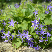 Glockenblume - Campanula garganica - Bakker