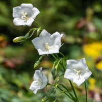 Glockenblumen - Pfirsichblättrige Glockenblume Alba - Campanula persicifolia Alba