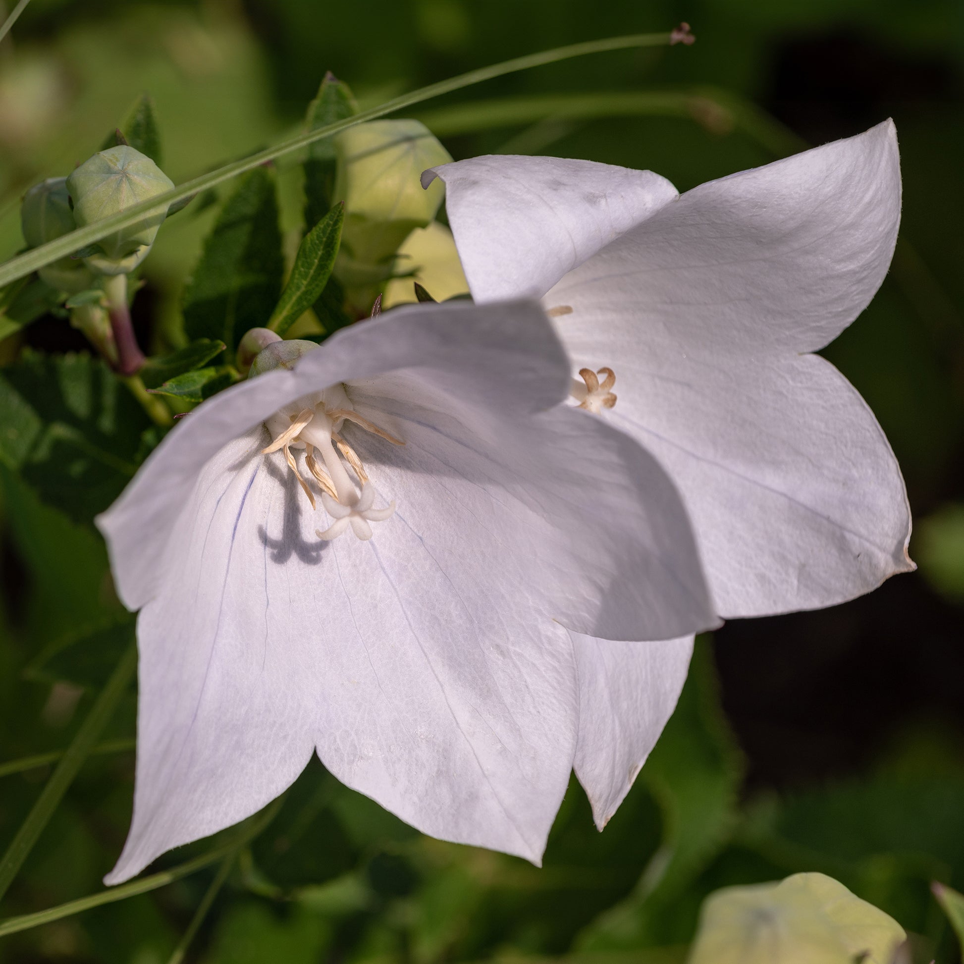 Pfirsichblättrige Glockenblume Alba - Campanula persicifolia Alba - Bakker