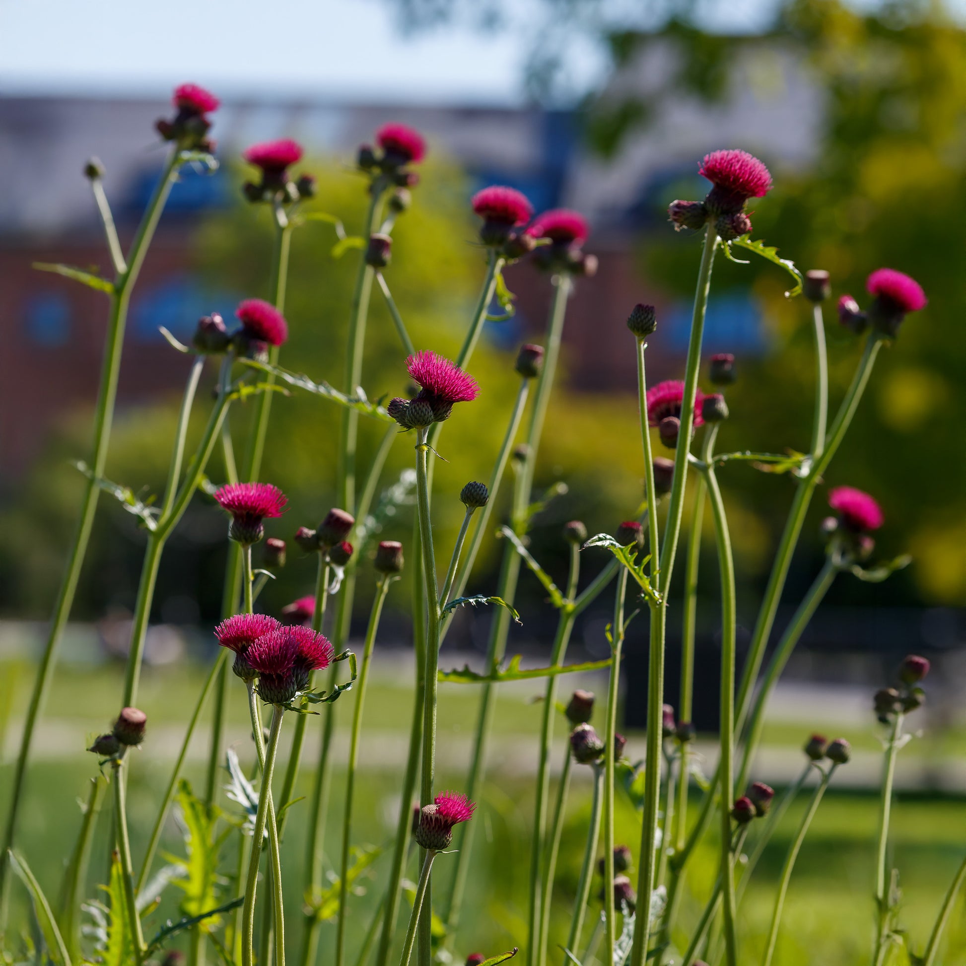 Blühende Stauden - Ufer-Cirse - Cirsium rivulare atropurpureum