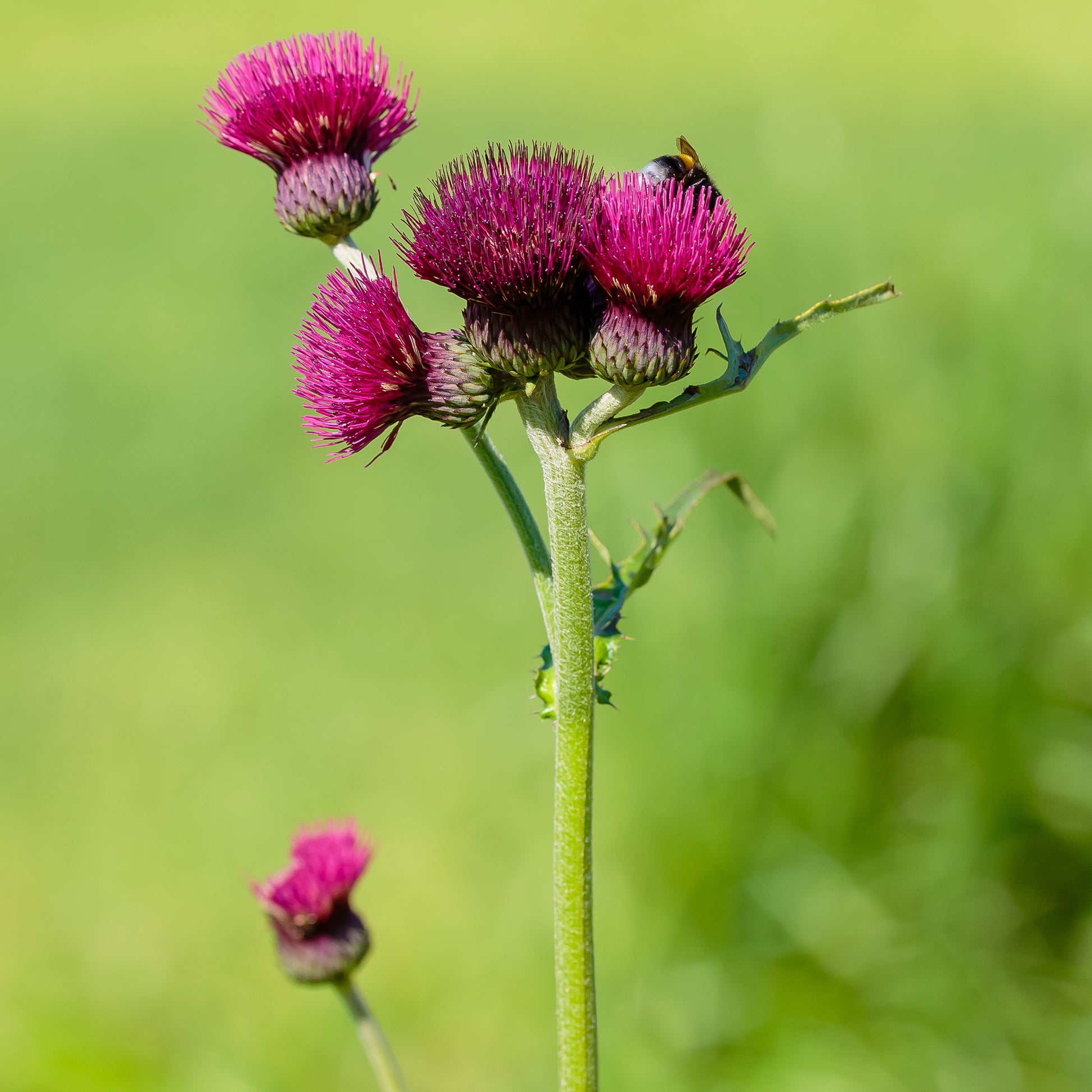 Ufer-Cirse - Cirsium rivulare atropurpureum - Bakker