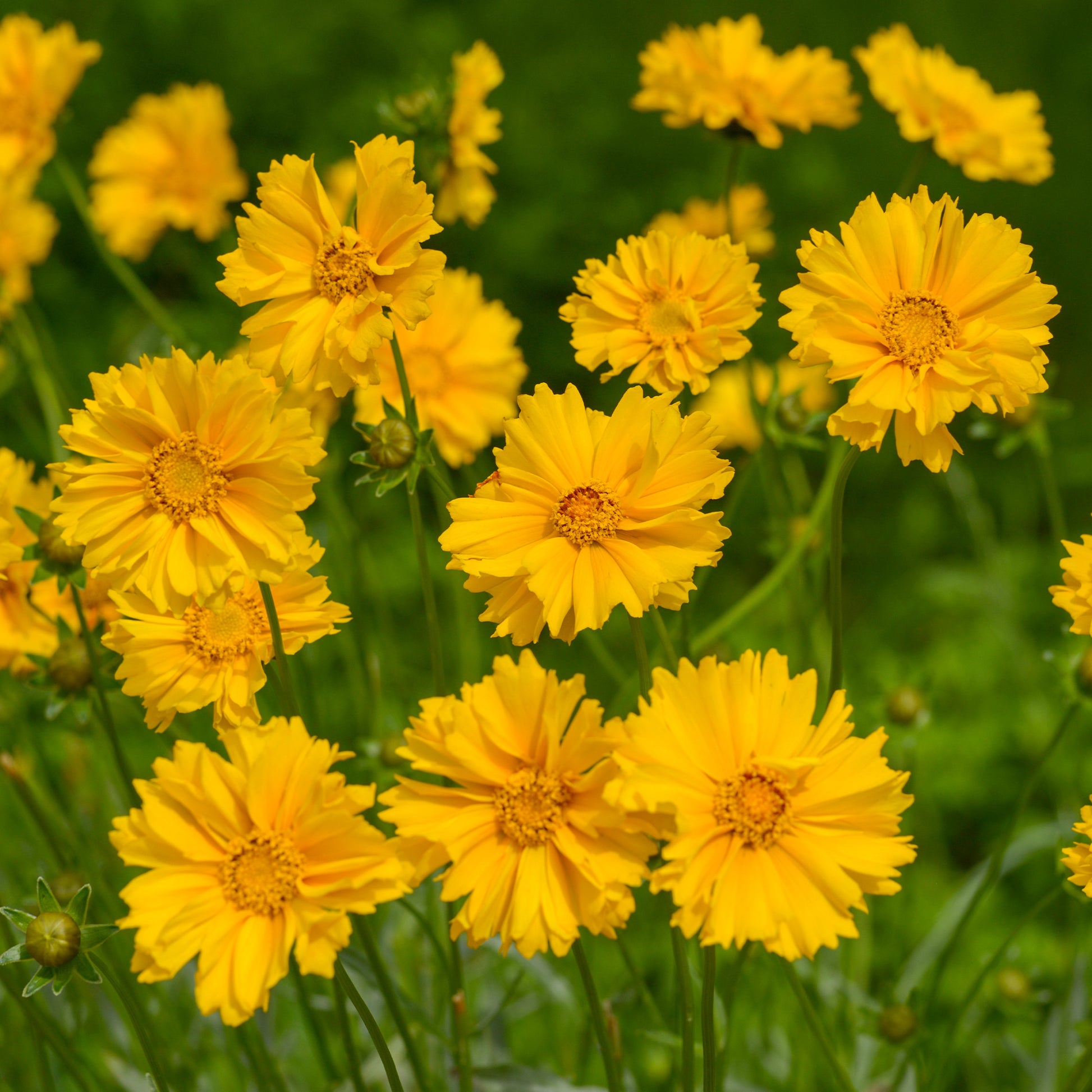 Großblumiges Mädchenauge Sunray ® - Coreopsis grandiflora Sunray - Bakker