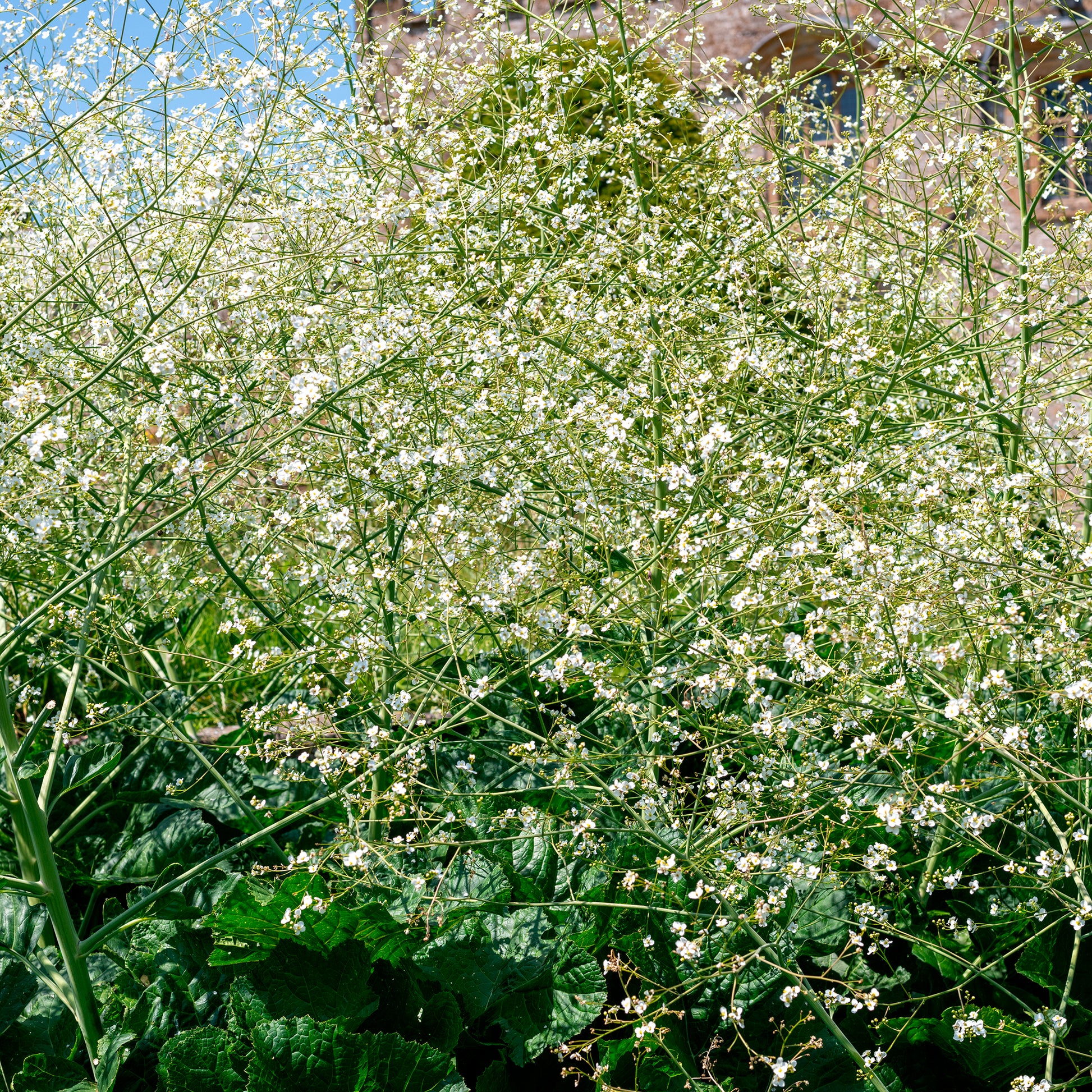 Blühende Stauden - Herzblättriger Blütenkohl - Crambe cordifolia