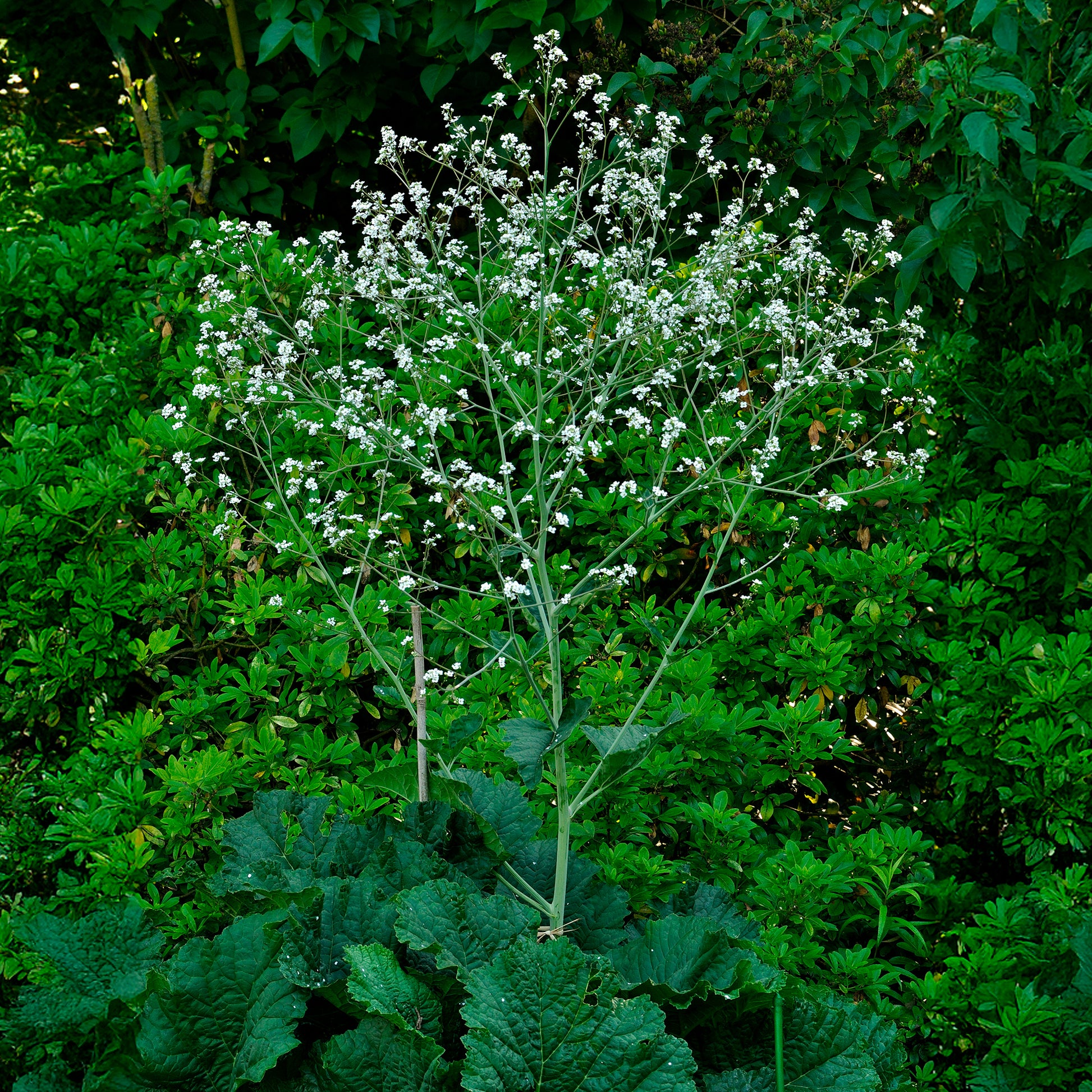 Crambe cordifolia - Herzblättriger Blütenkohl - Blühende Stauden