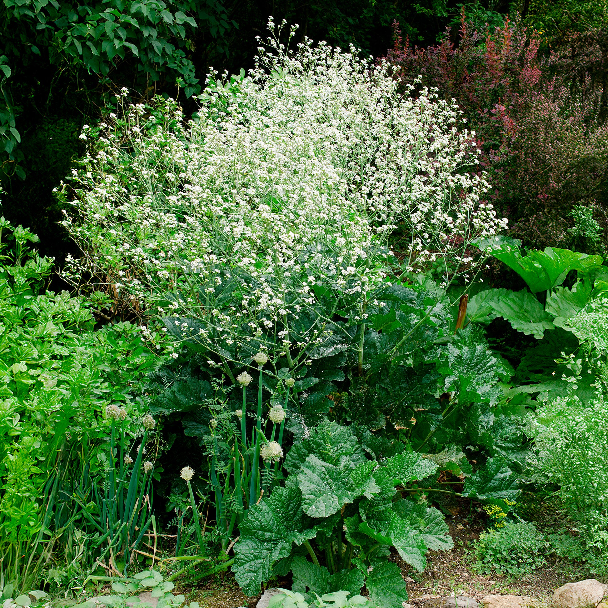 Verkauf Herzblättriger Blütenkohl - Crambe cordifolia