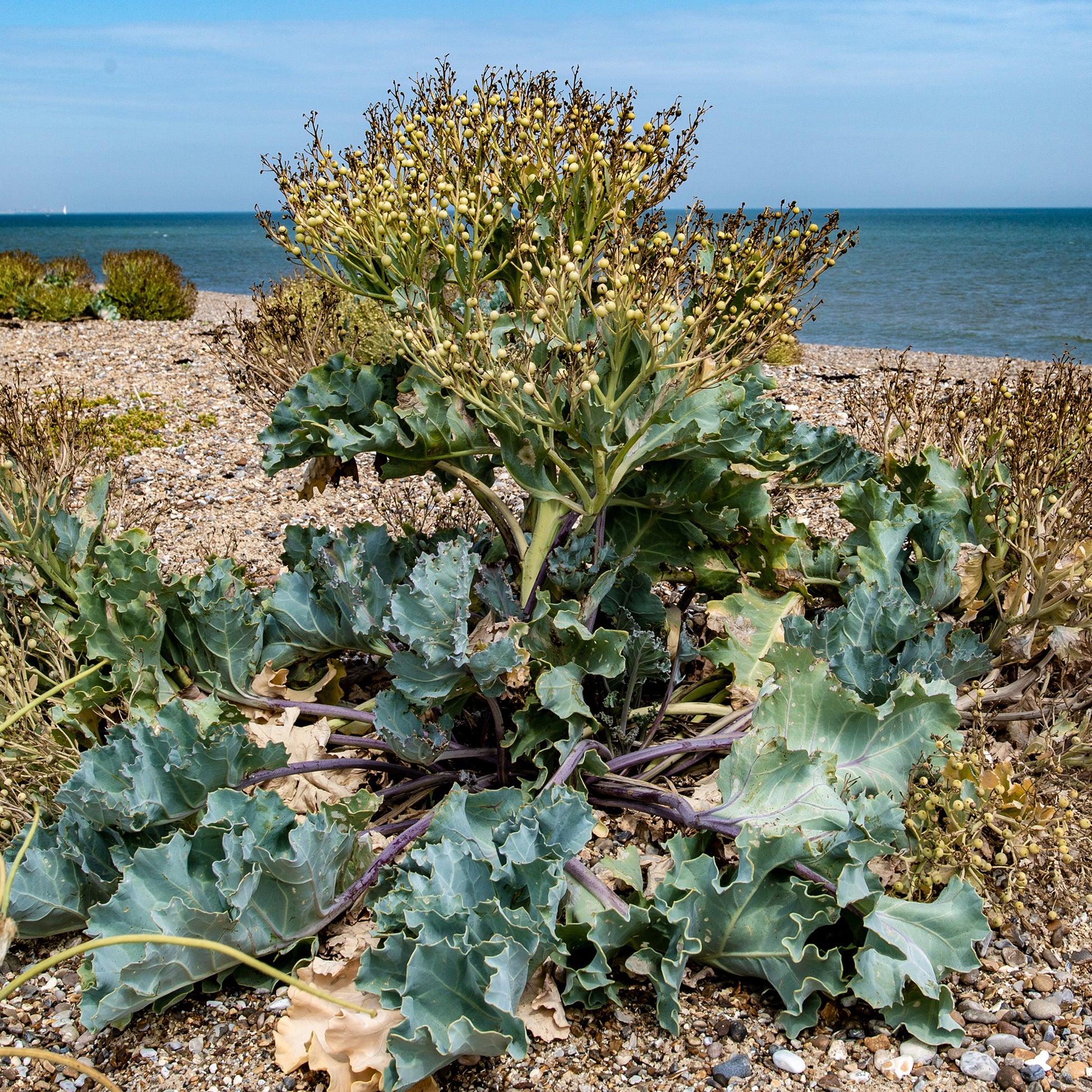 Küsten-Meerkohl - Crambe maritima - Bakker