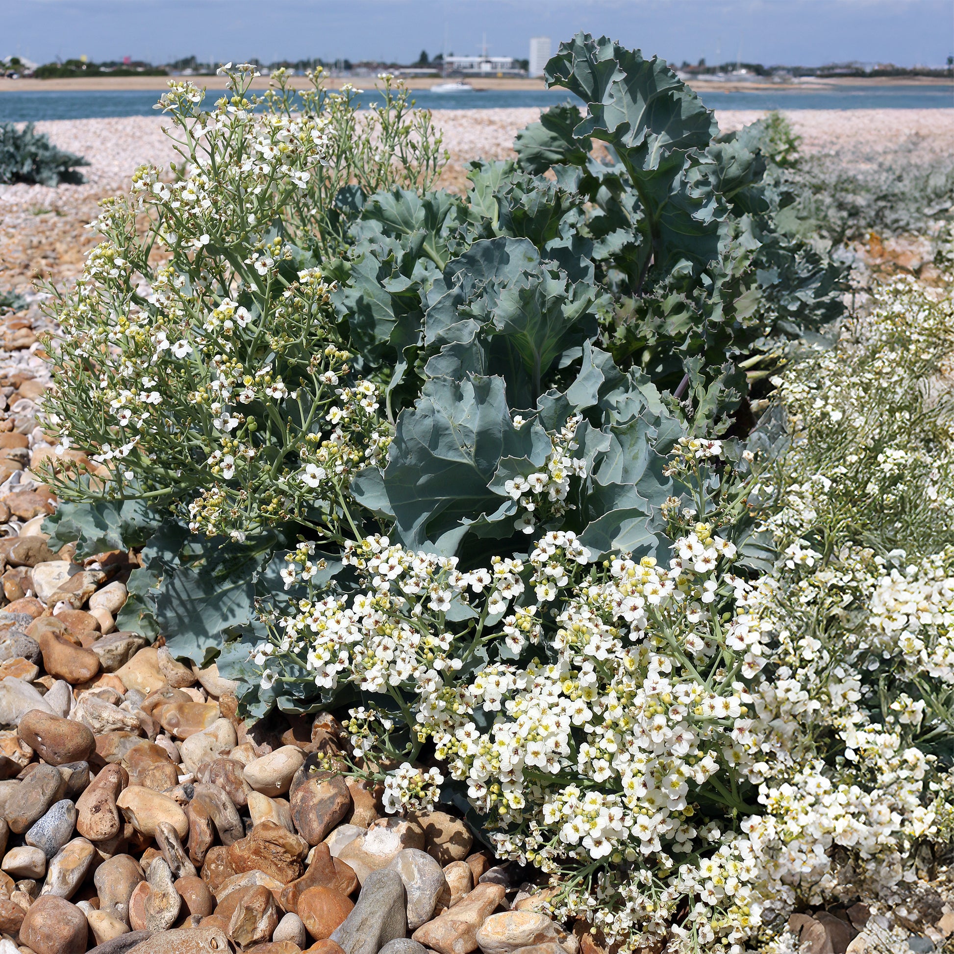 Küsten-Meerkohl - Bakker