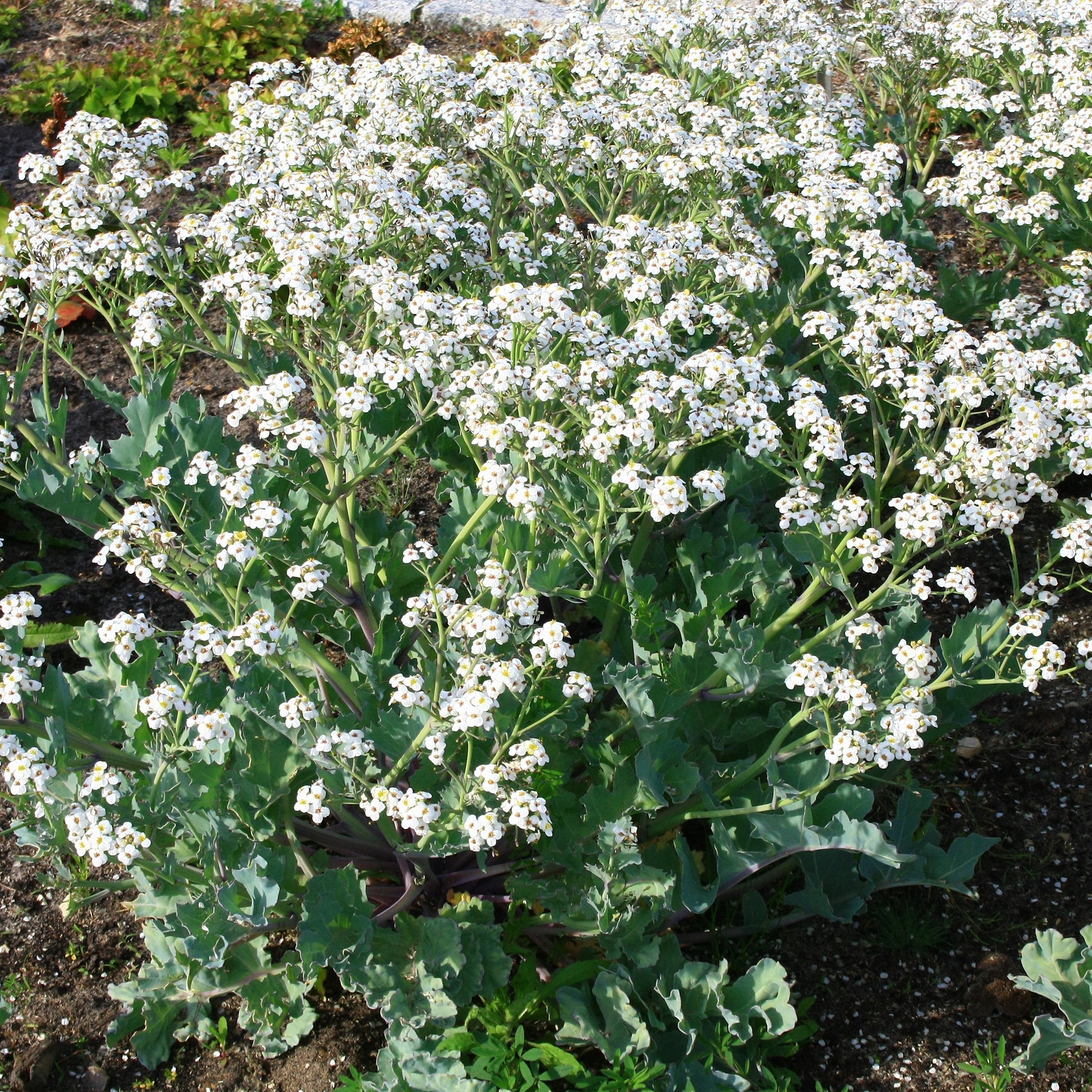 Crambe maritima - Küsten-Meerkohl - Stauden
