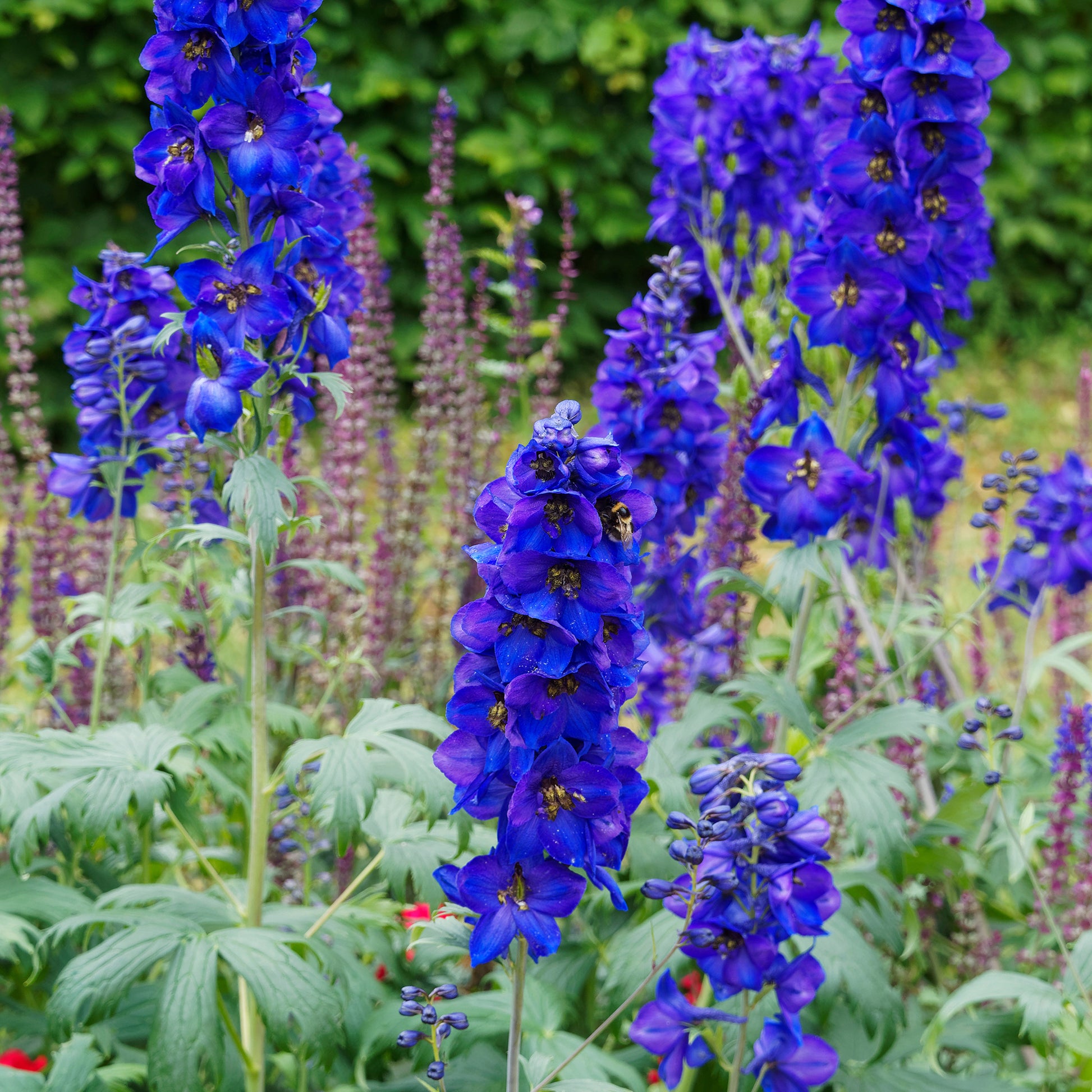 Verzweigter Rittersporn 'Bellamosum' - Delphinium belladonna Bellamosum - Bakker