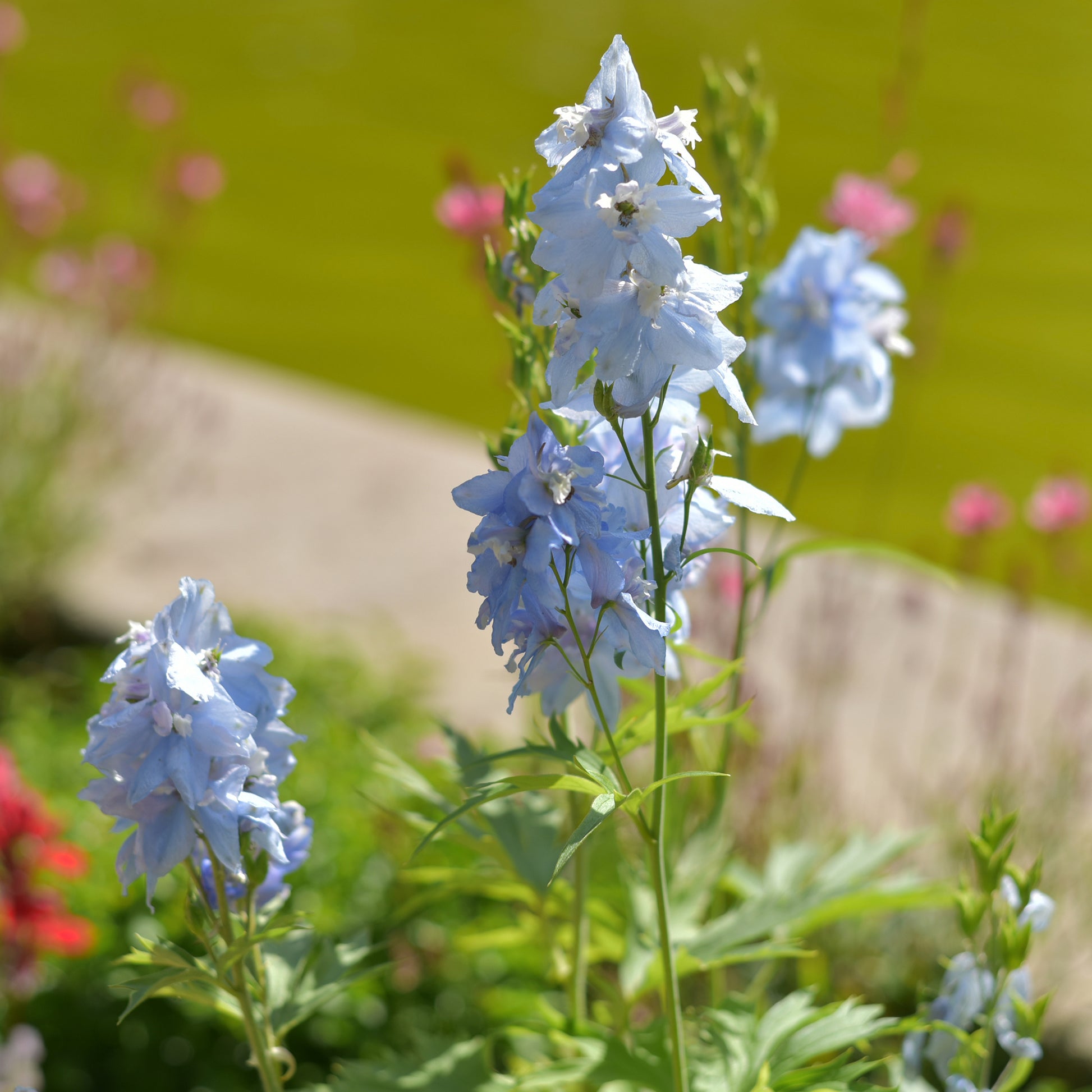 Verzweigter Rittersporn 'Cliveden Beauty' - Delphinium ( belladonna group ) cliveden beauty - Bakker