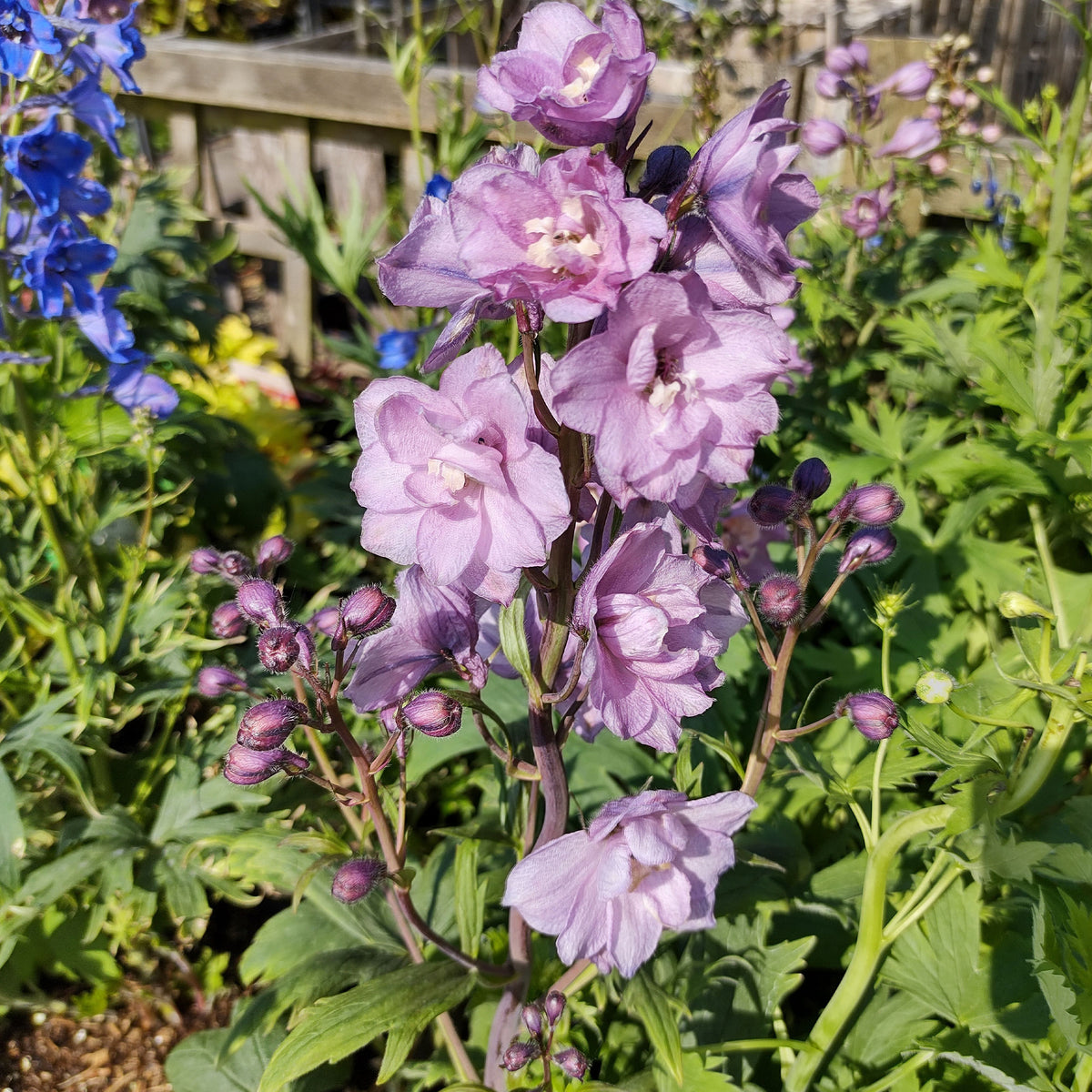 Pacific Rittersporn 'Astolat' - Bakker