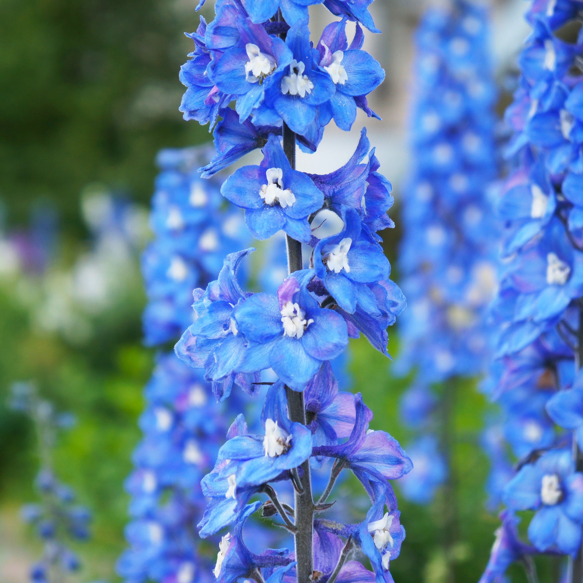 Rittersporn ‘Blue Bird’ - Delphinium Pacific Blue Bird - Bakker
