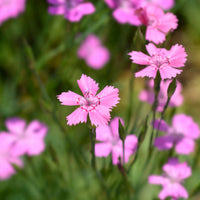 Stein-Nelke 'Rosea' - Dianthus deltoides rosea - Bakker