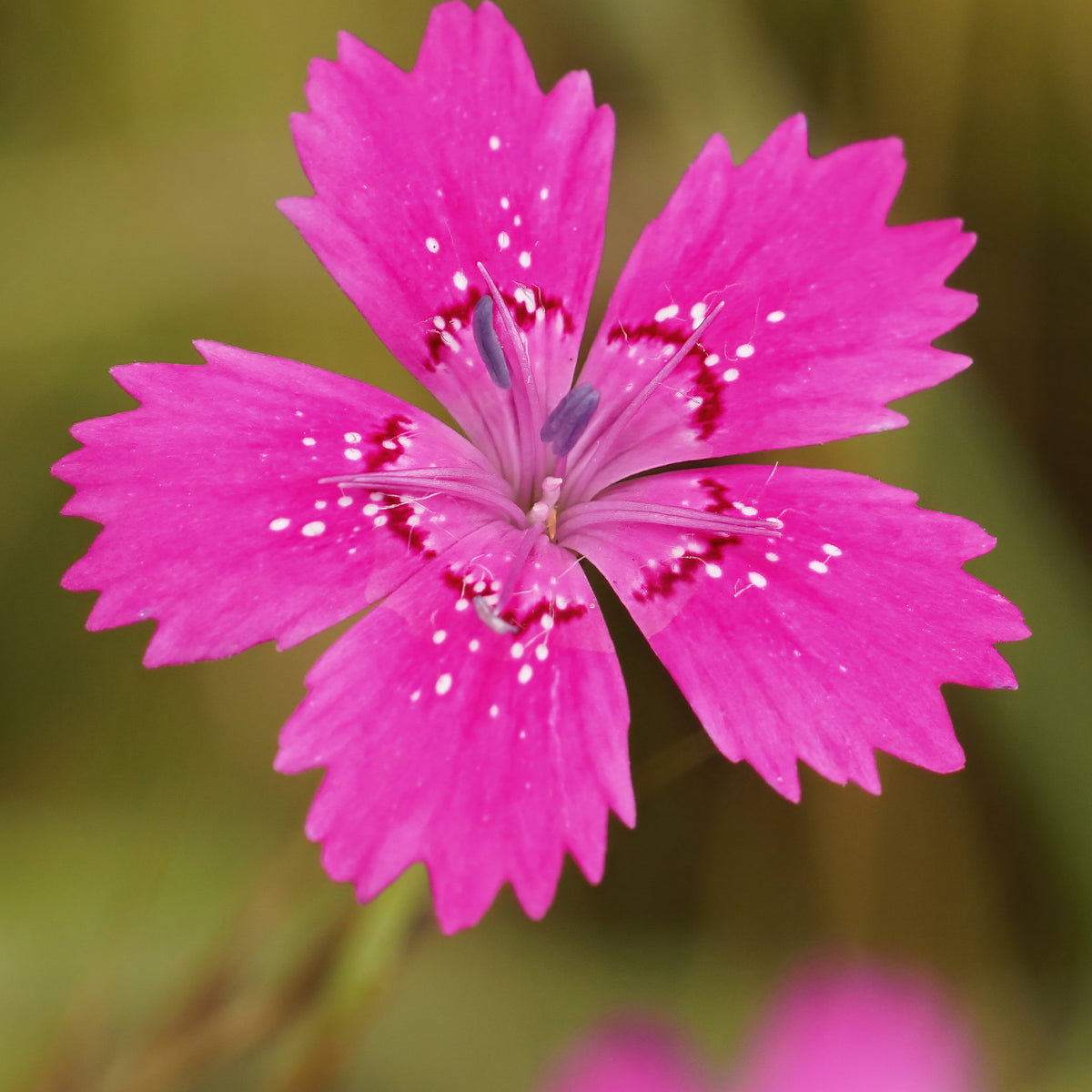 Stein-Nelke 'Rosea' - Bakker