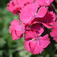 Steinnelke 'Badenia' - Dianthus gratianopolitanus Badenia - Bakker