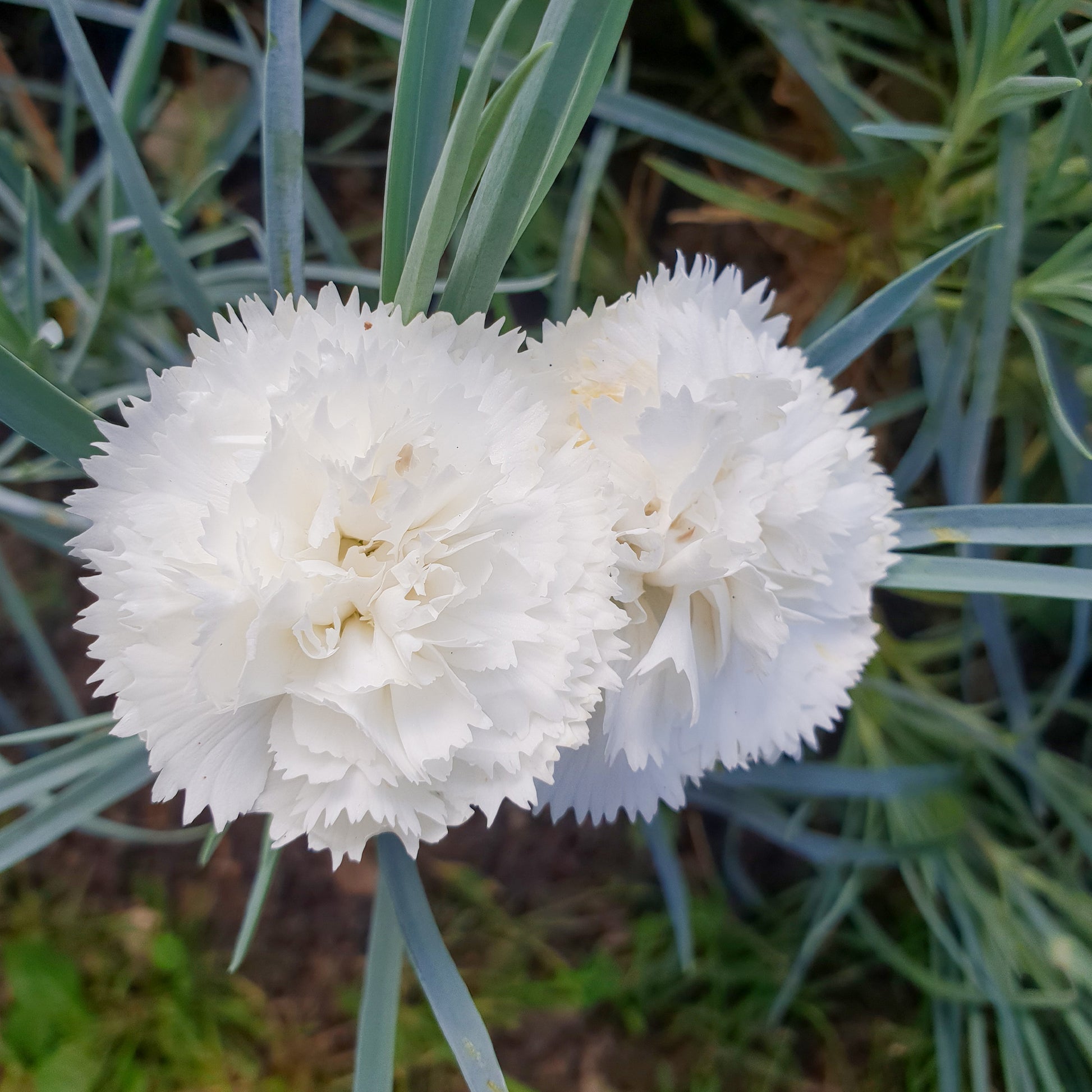 Duftnelke ‘Haytor White’ - Dianthus plumarius haytor white - Bakker