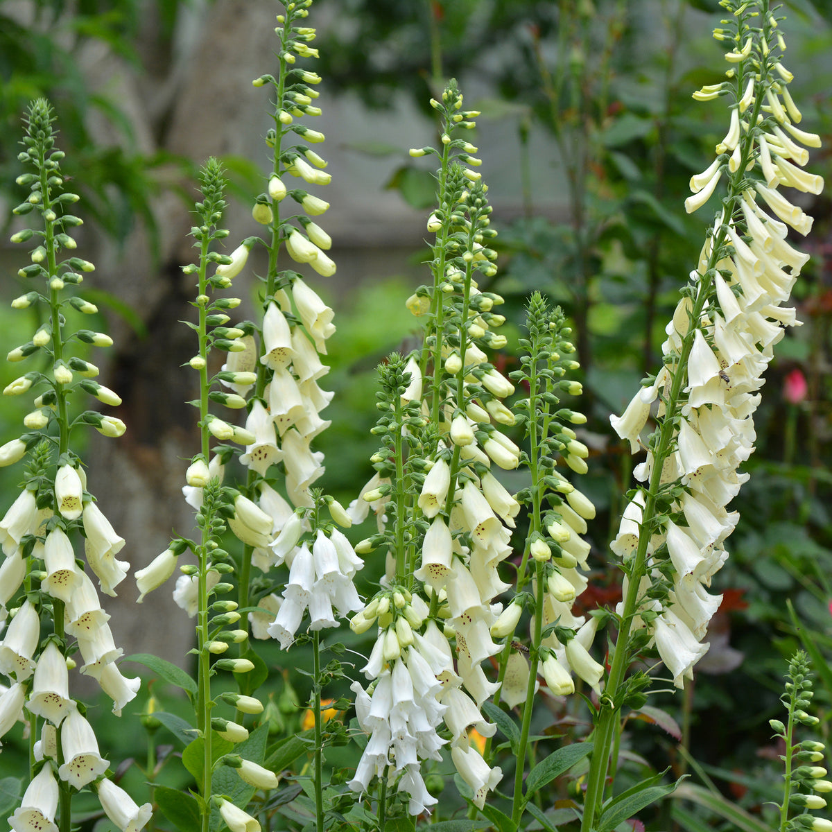 Digitalis purpurea alba - Weißblühender Fingerhut Alba - Nektarspendende Pflanzen
