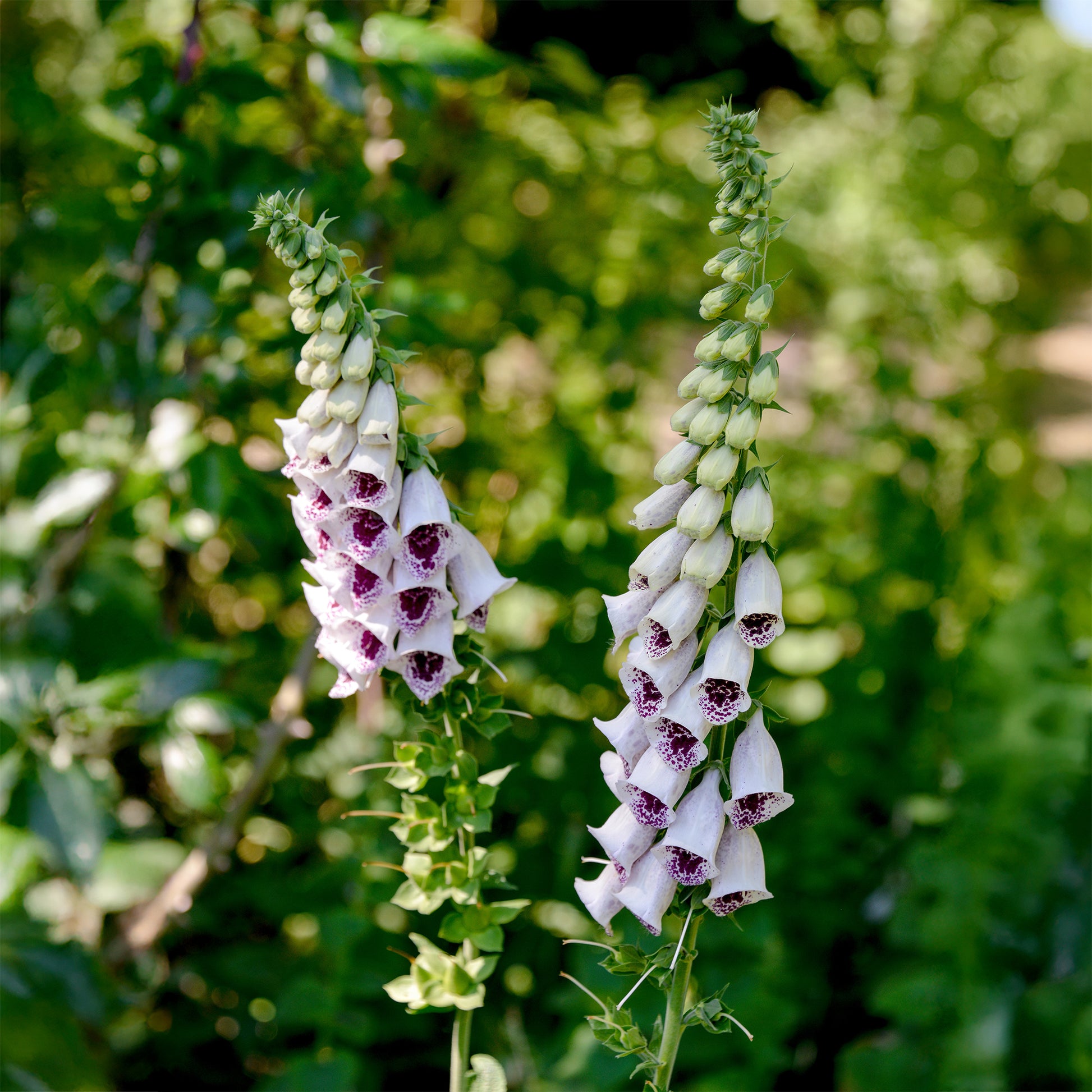 Fingerhut 'Pam's Choice' - Digitalis purpurea pams choice - Bakker