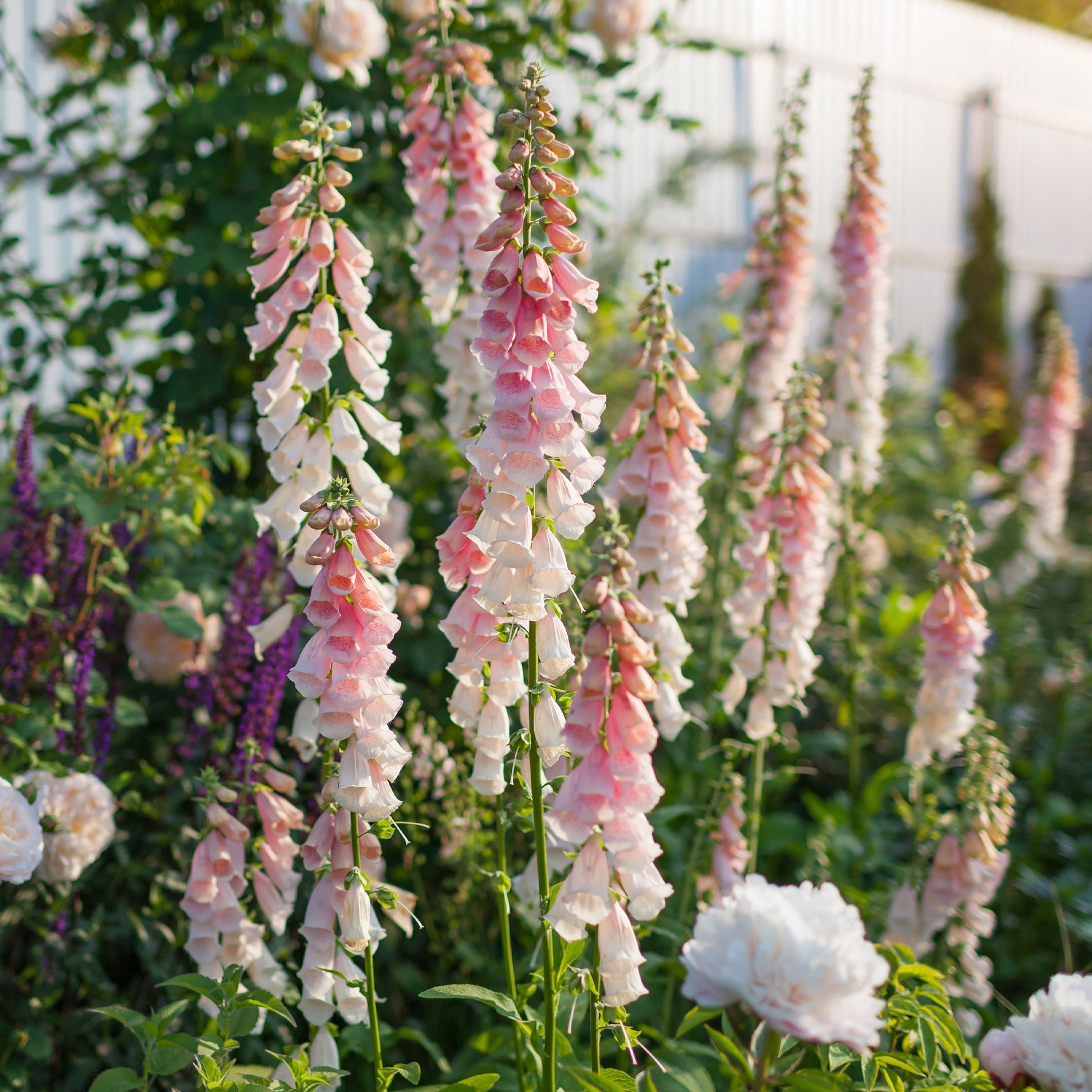 Fingerhut 'Suttons Apricot' - Digitalis purpurea Sutton's Apricot - Bakker