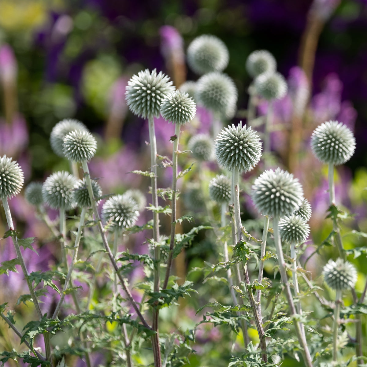 Kugeldistel Star Frost - Echinops bannaticus star frost - Bakker