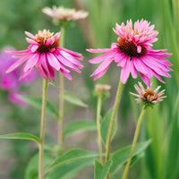 Sonnenhut ‘Double-Decker’ - Echinacea purpurea double-decker - Bakker
