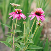 Sonnenhut ‘Double-Decker’ - Bakker