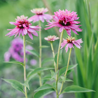Echinacea purpurea double-decker - Sonnenhut ‘Double-Decker’ - Stauden